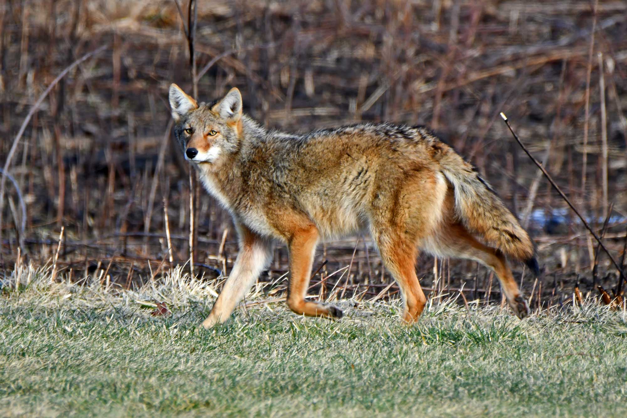 Coyote walking through grass and vegetation.