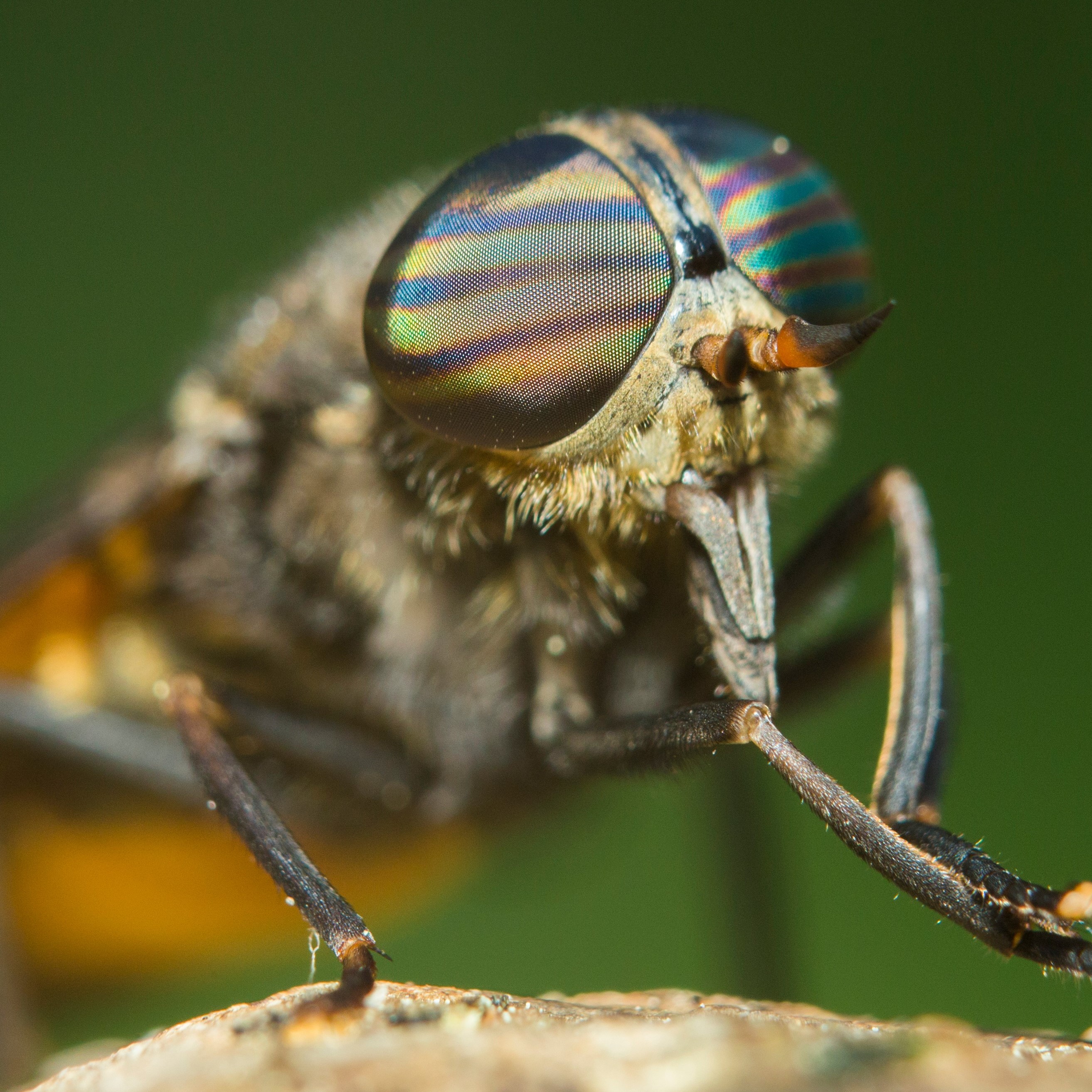 That bites: Your guide to the less desirable side of being outdoors