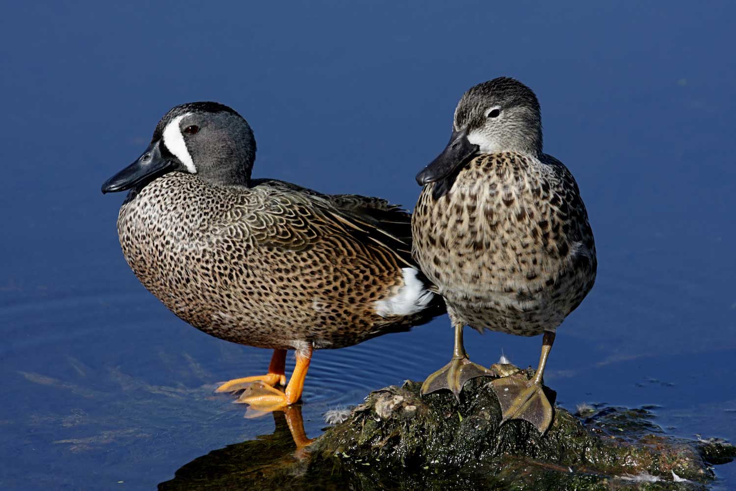 Blue-winged-teals-Shutterstock.jpg