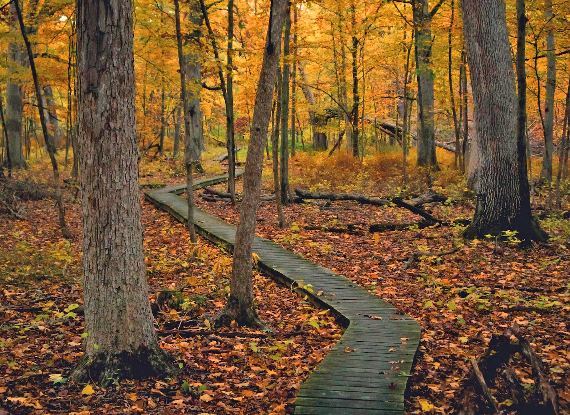 Boardwalk winding through forest surrounded by fall colored trees.