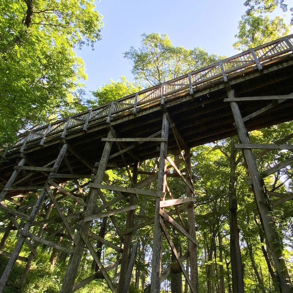 Upward view of a tall wooden observation bridge or trestle surrounded by leafy green trees in a sunlit forest.