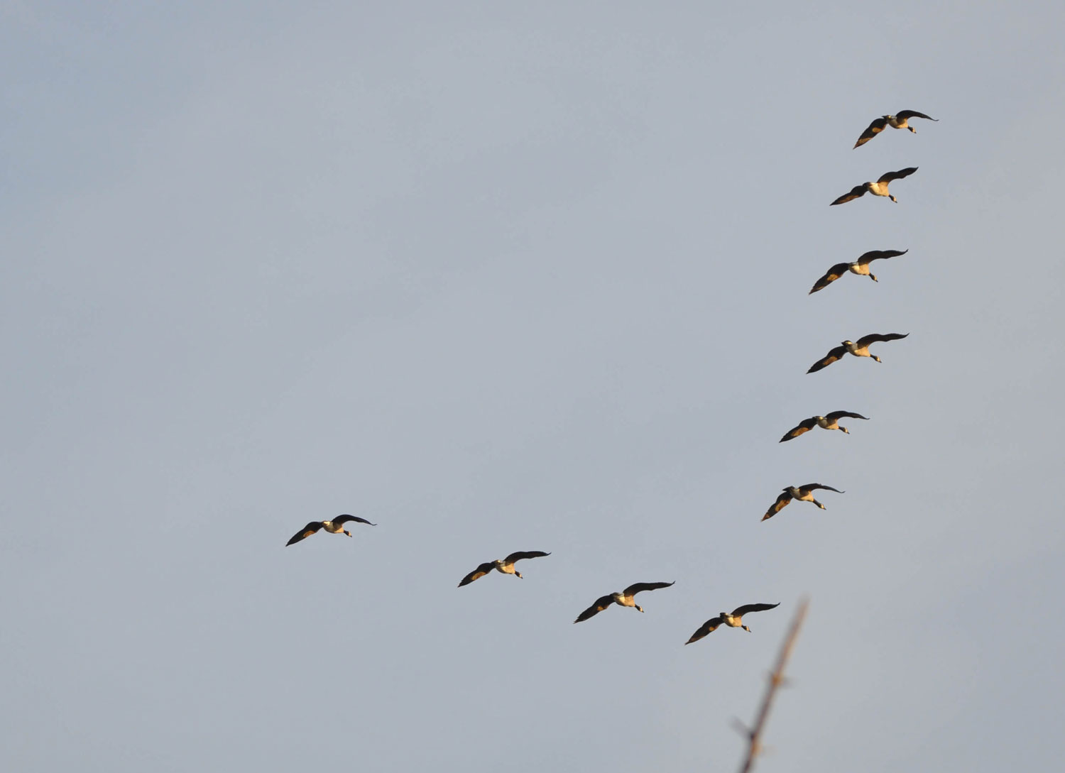 A flock of Canada geese flying in V formation in a blue-gray sky.