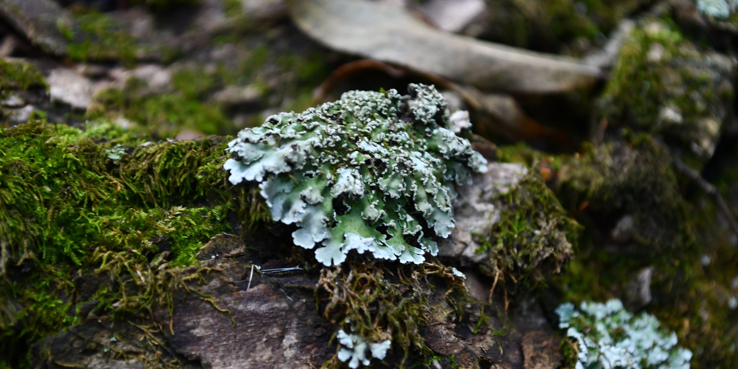 Lichen on tree bark.