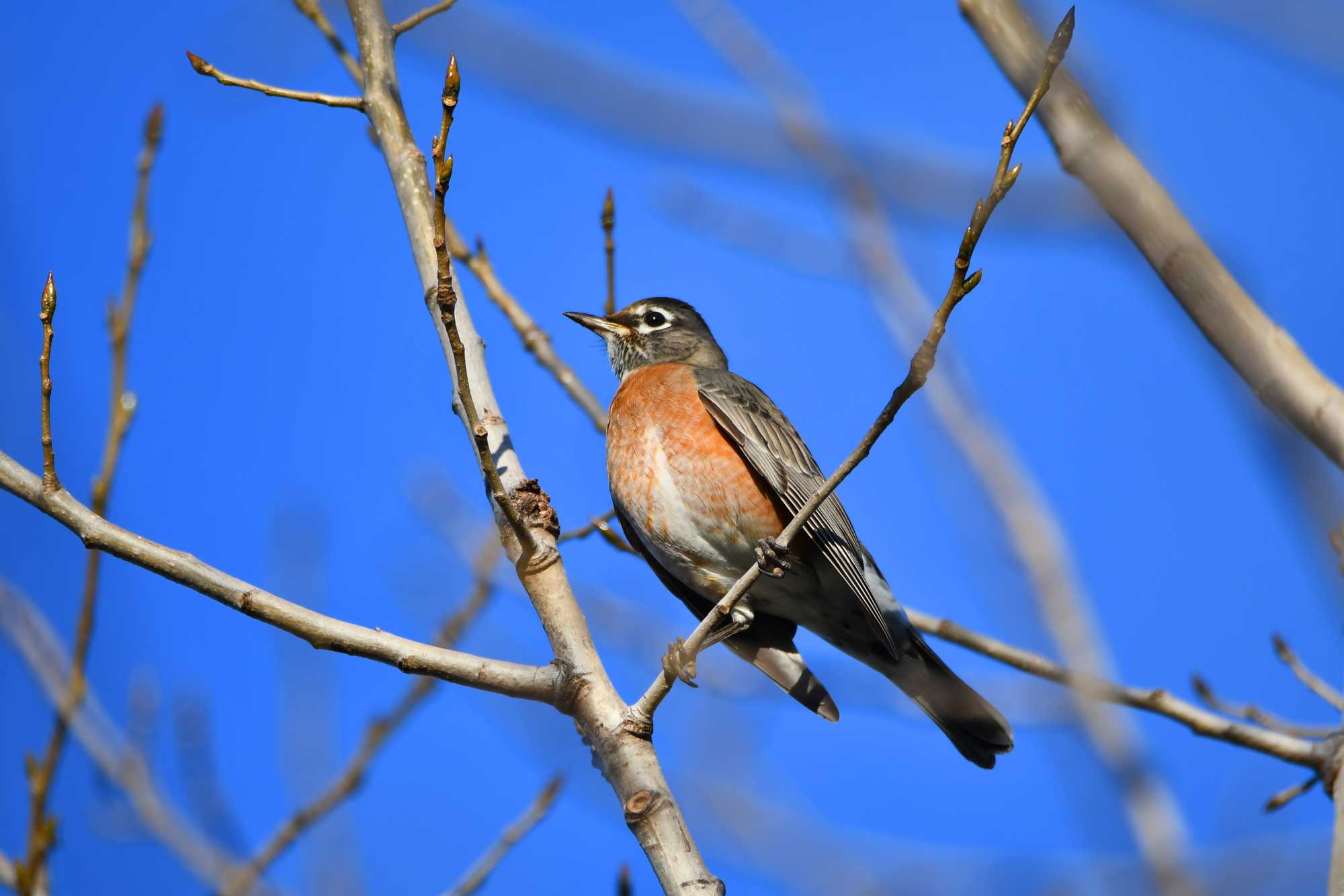 American robin perched on a branch with the sky in the background.