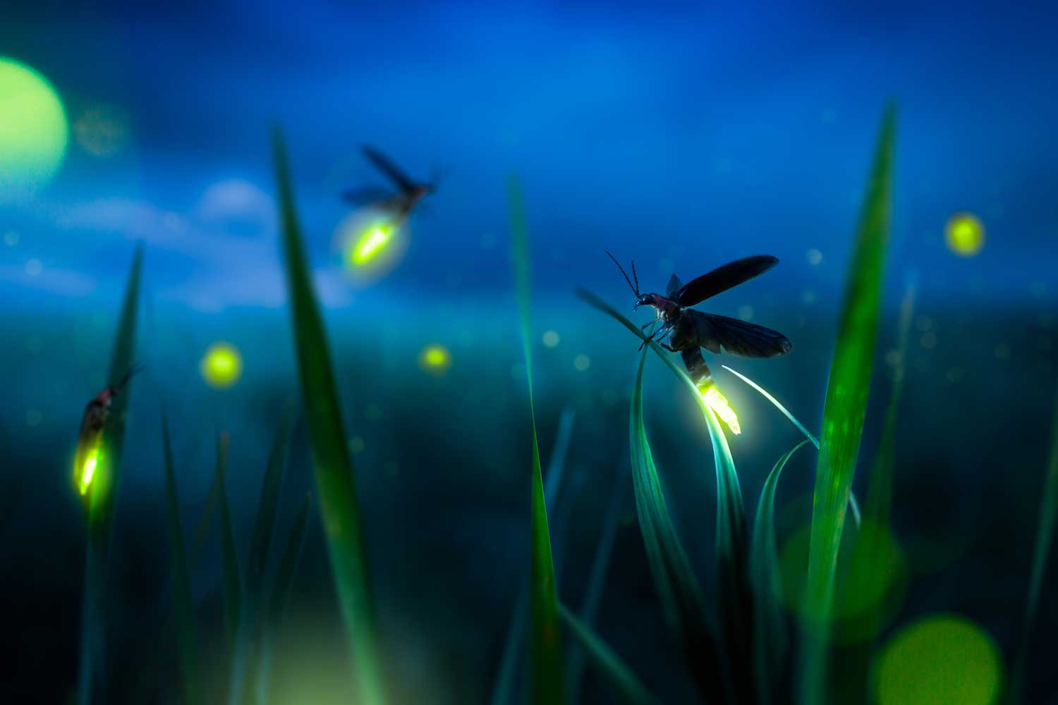 Yellow glows from lightning bugs seen in grass with the silhouette of two lightning bugs visible in the dark.