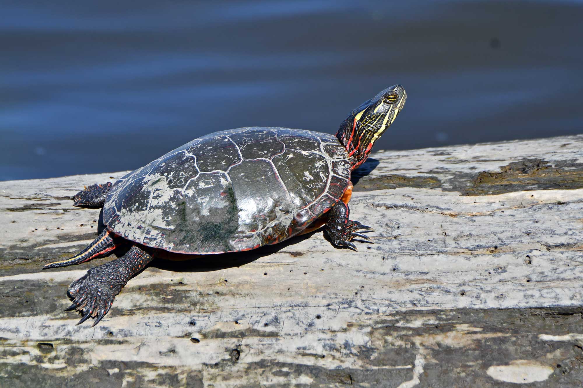 Painted turtle resting on a fallen tree in the water.
