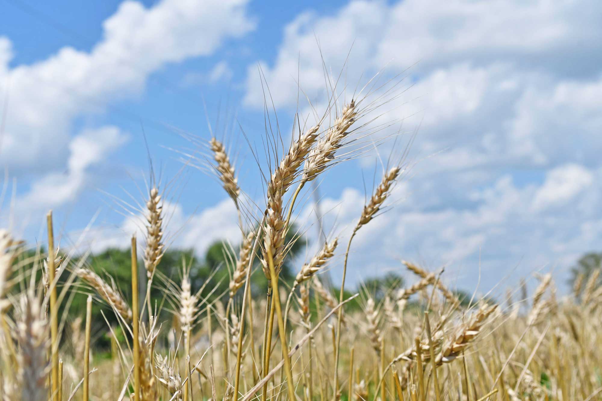 Wheat growing in a farm field with a partly cloudy sky in the background.
