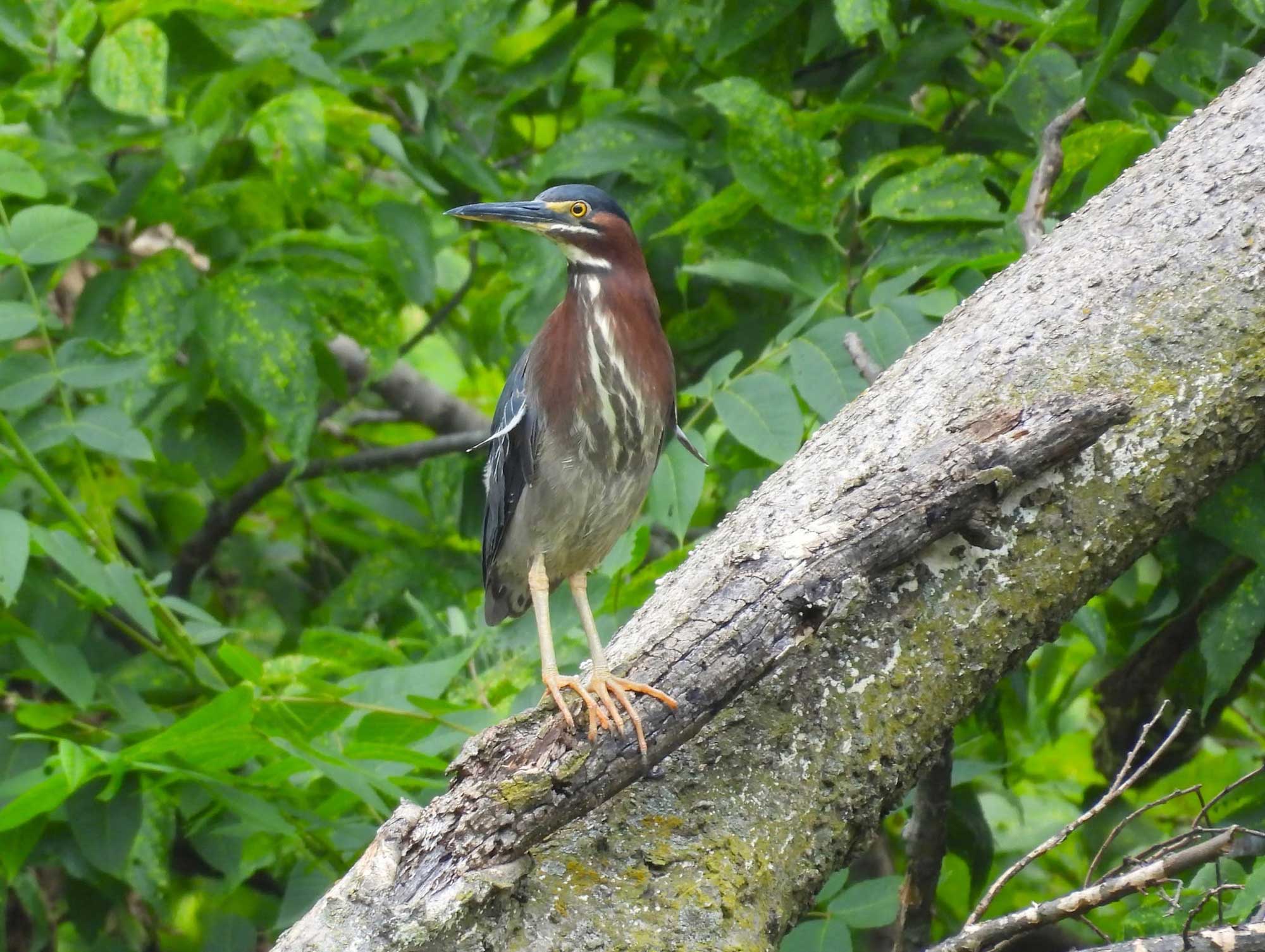 Green heron perched on a tree with vegetation in the background.
