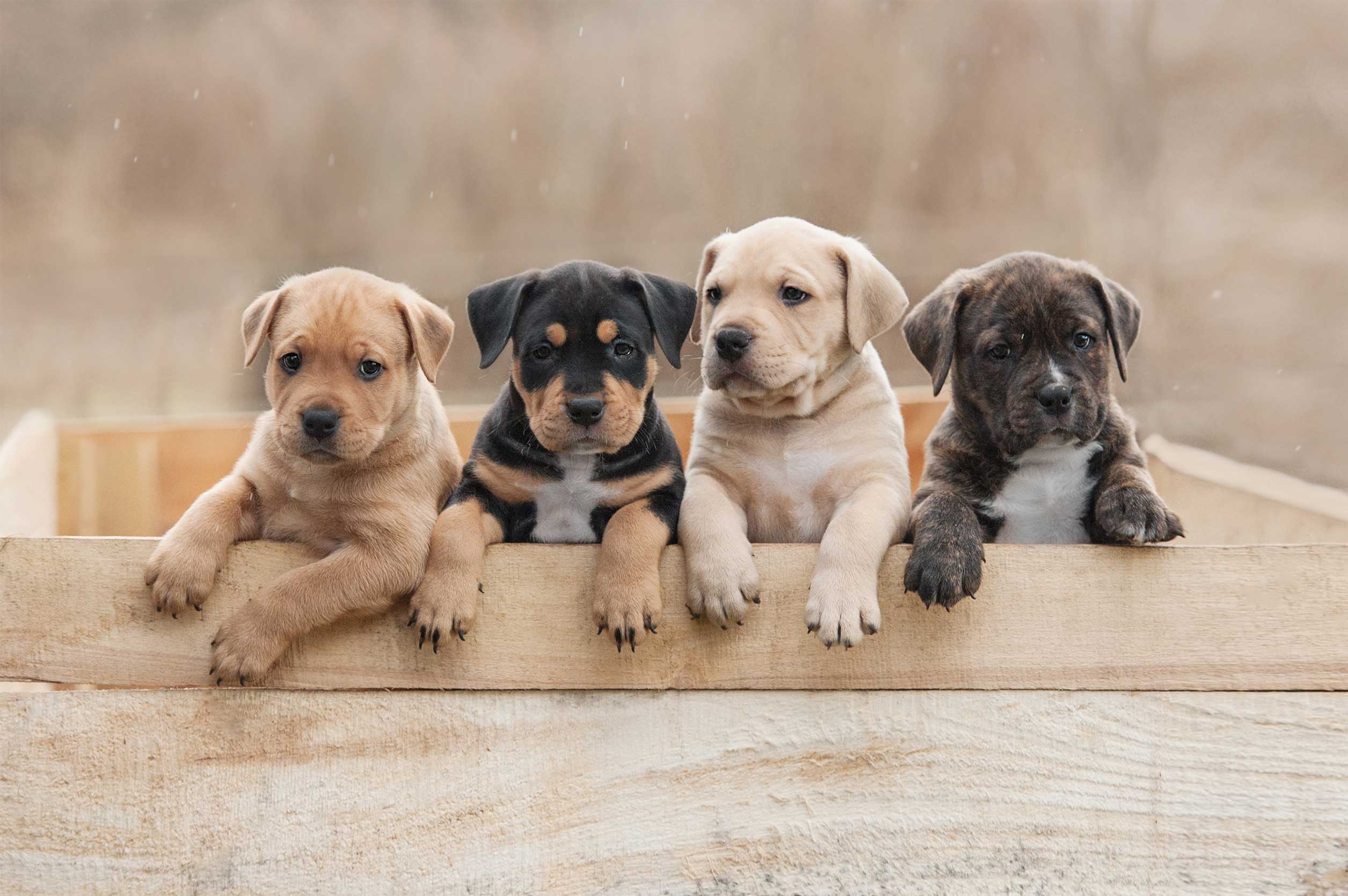 puppy-poo-shutterstock.jpg