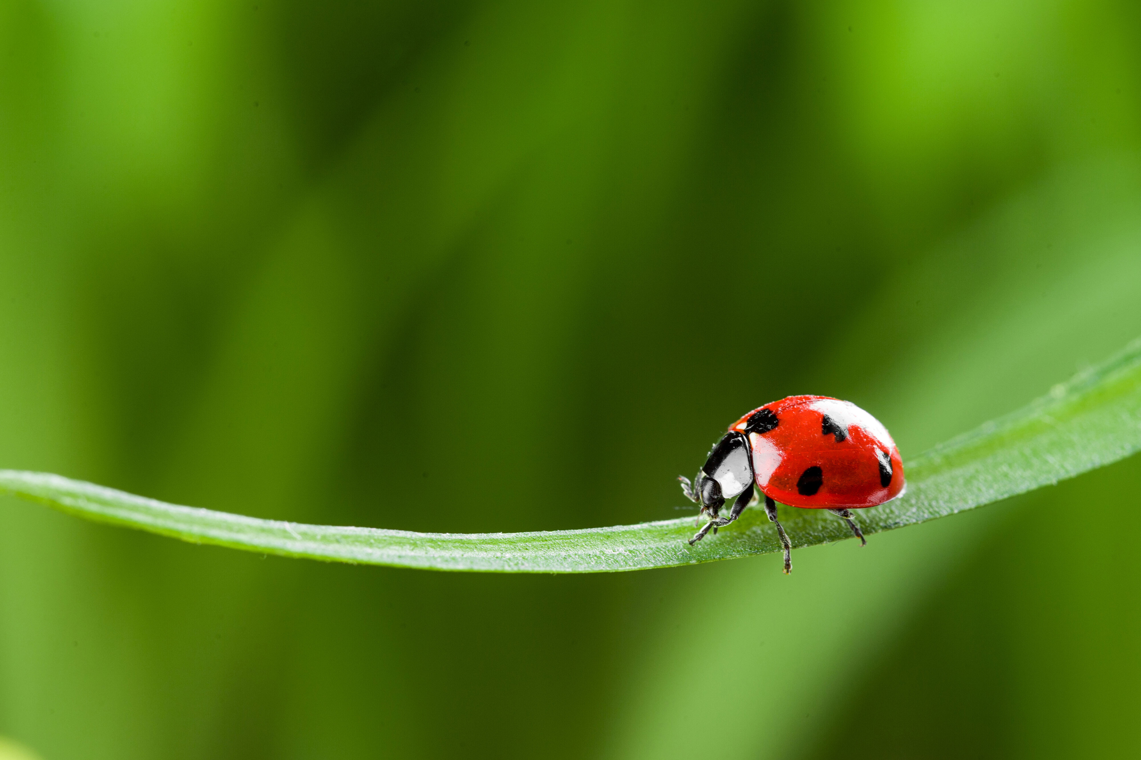 A bright red ladybug with black spots on a green blade of grass with a green background.