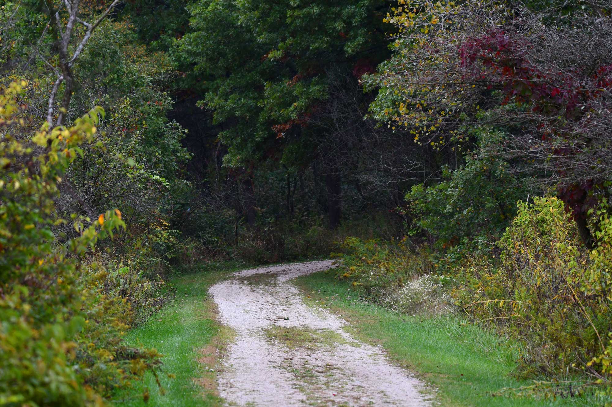 Limestone trail lined with grasses, vegetation, and trees.