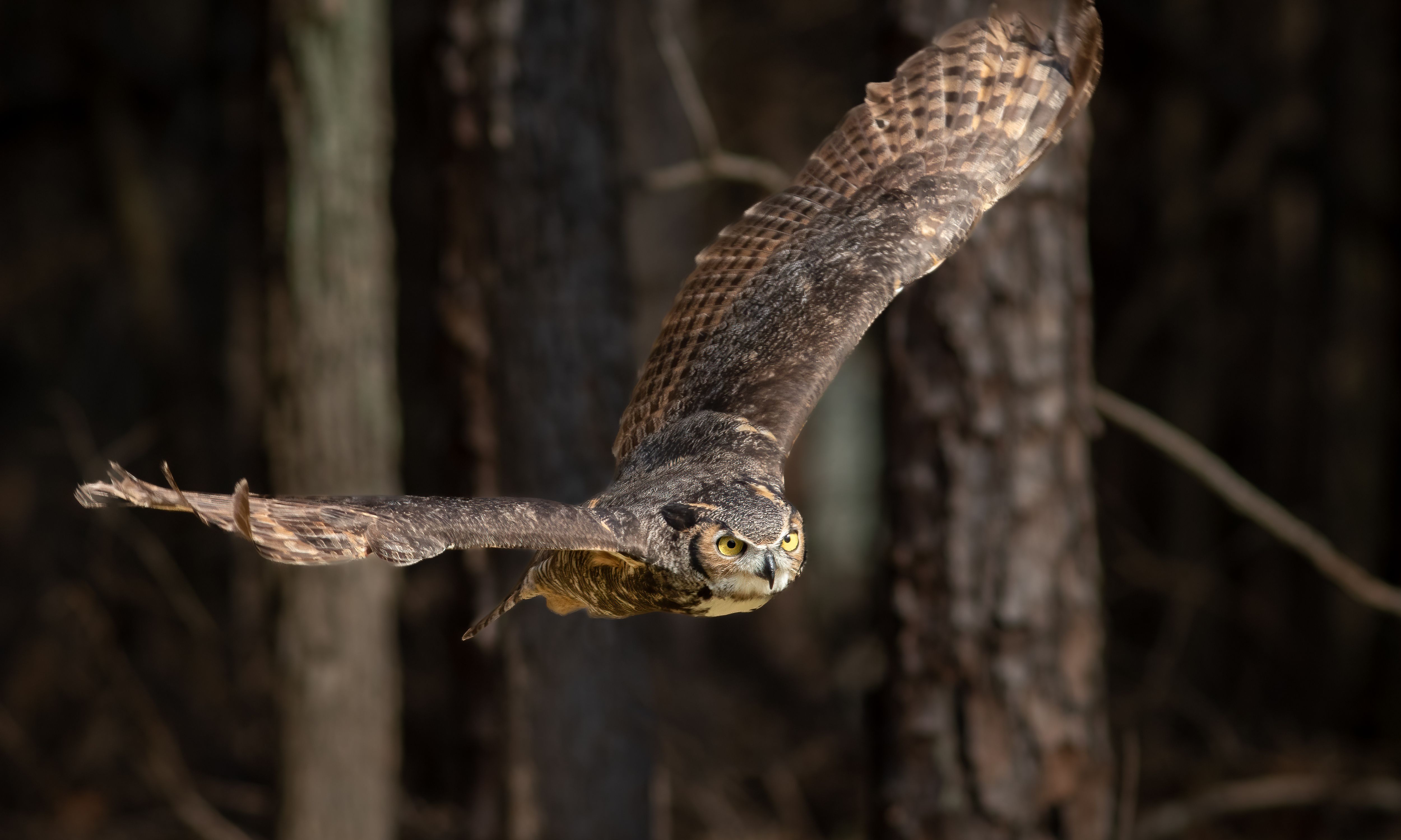 A great horned owl with bright yellow eyes and prominent feathered ear tufts looks slightly to the side against a clear blue sky. Its mottled brown and white plumage is sharply detailed,.