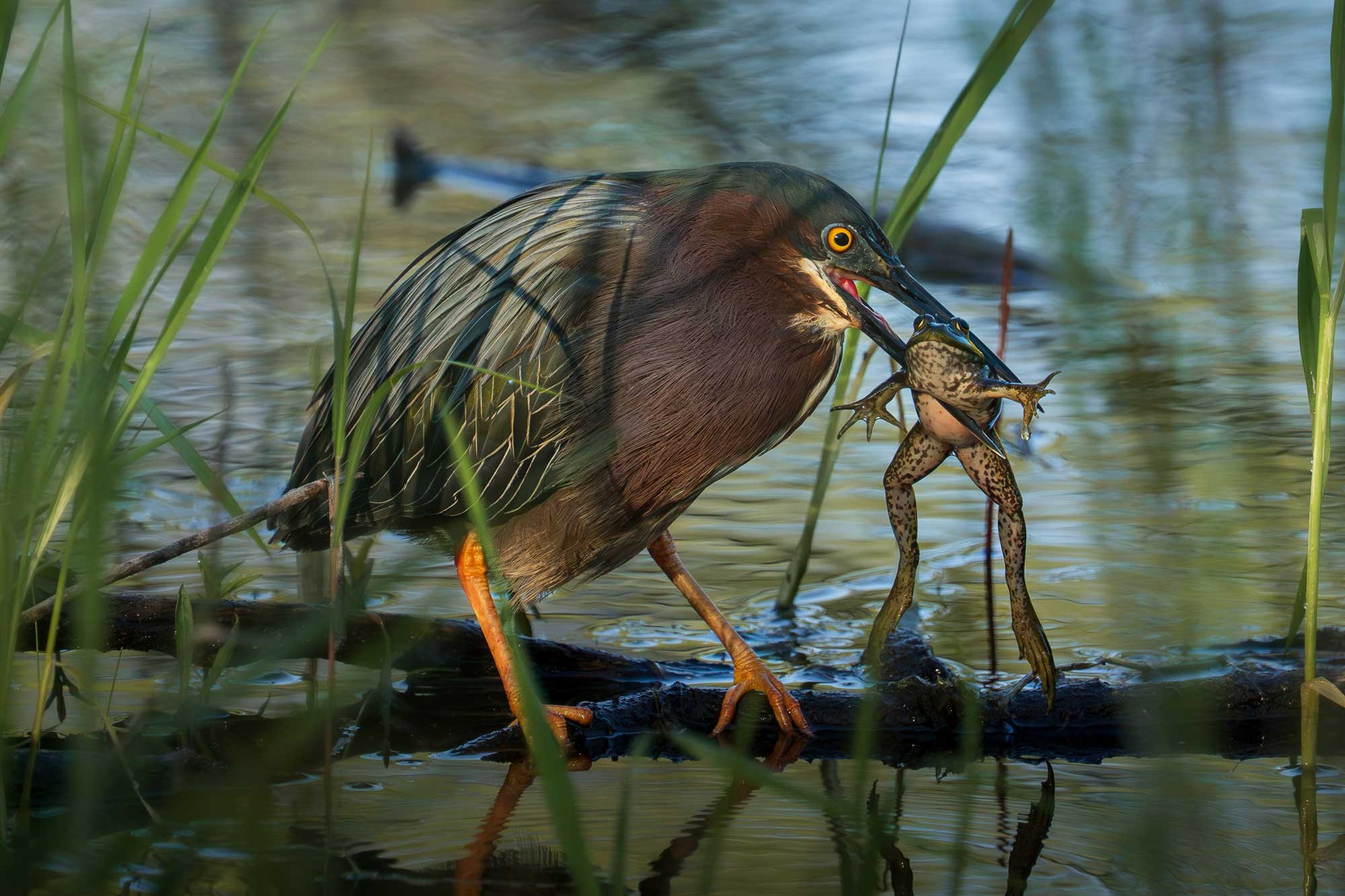 Green heron perched on a fallen tree in the water with a frog in its bill and vegetation in the foreground.