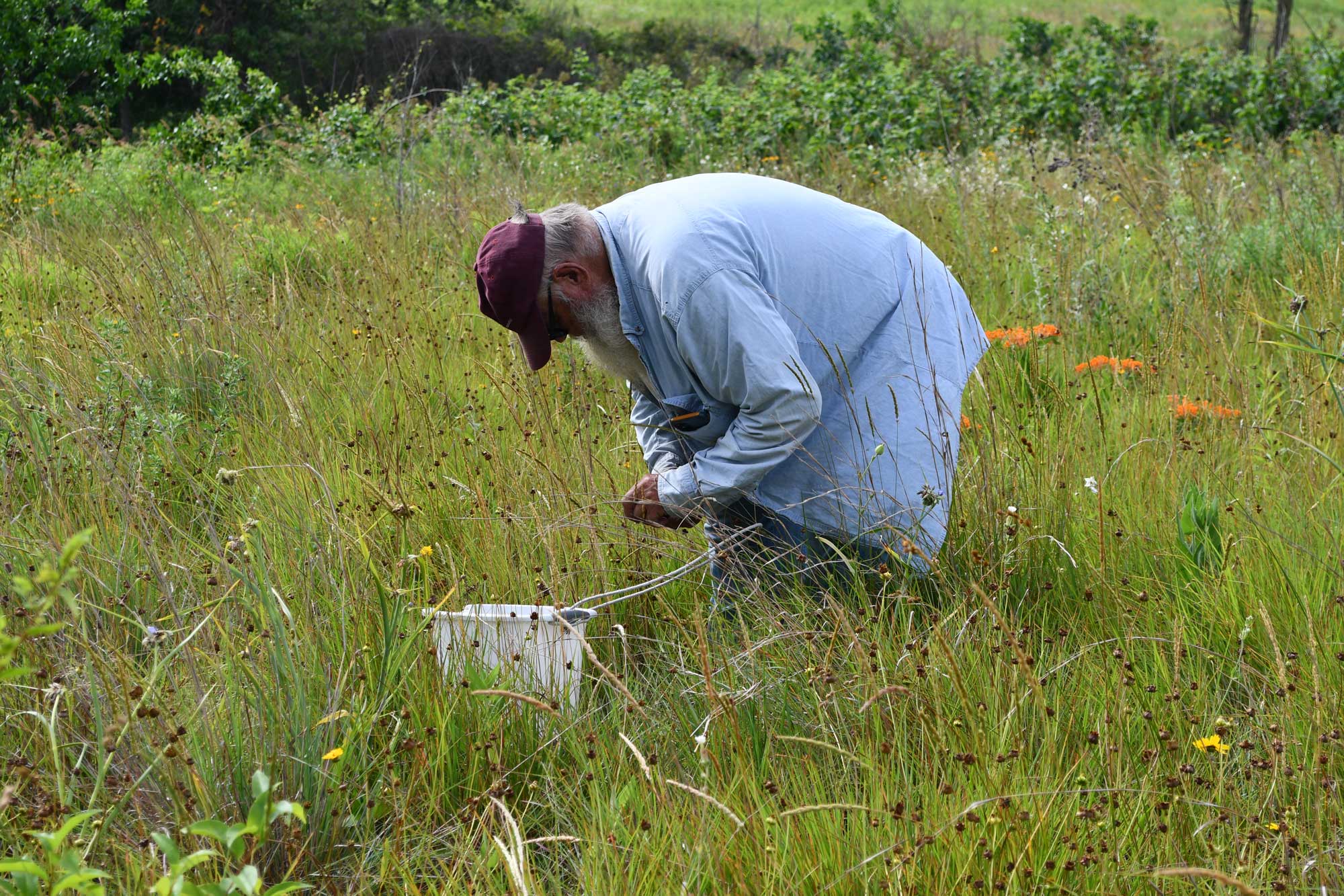 A person bent over in a prairie pulling seeds from plants. A white bucket is in front of them.