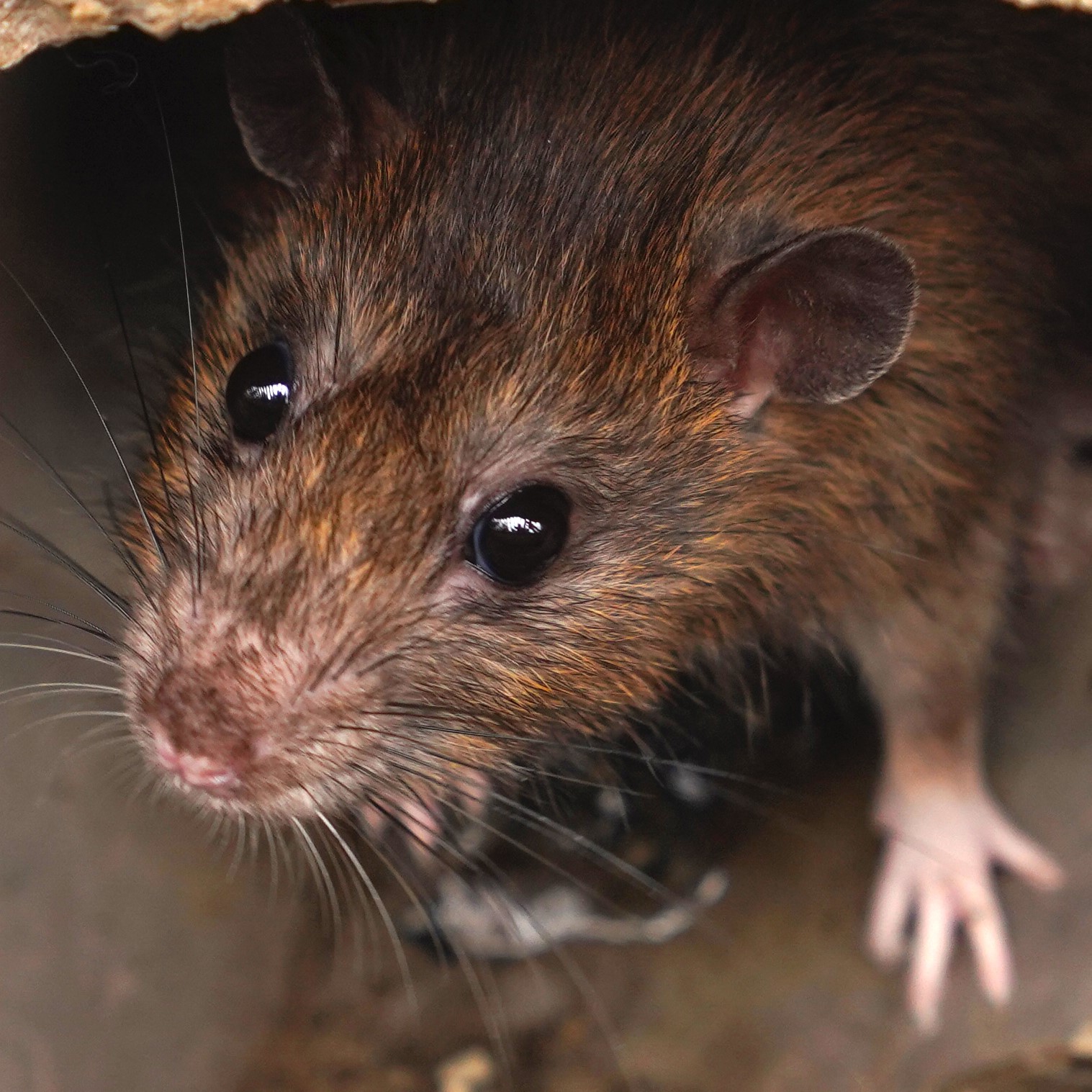 Close-up of a rat.