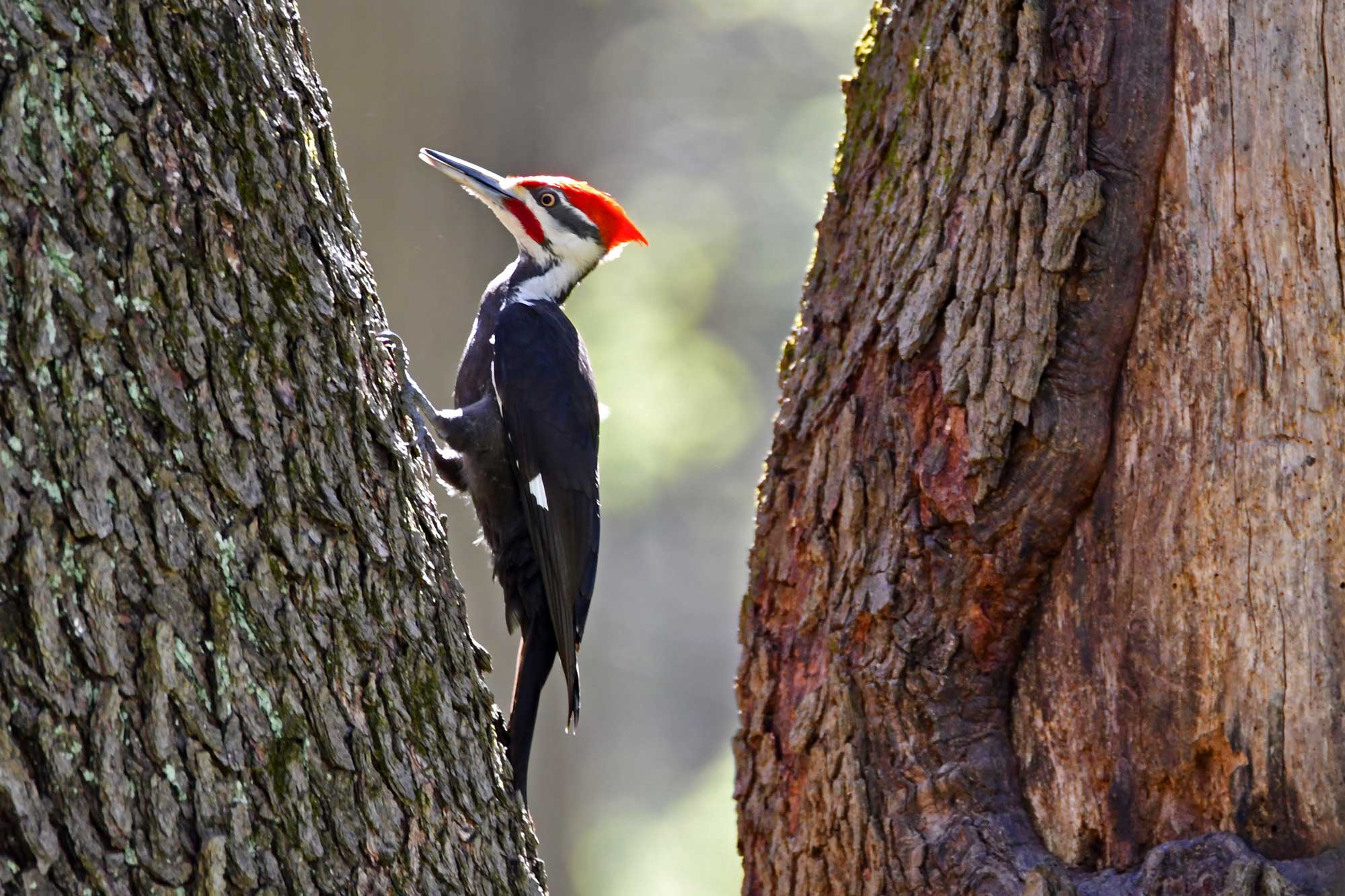 Pileated woodpecker on a tree trunk with vegetation in the background.