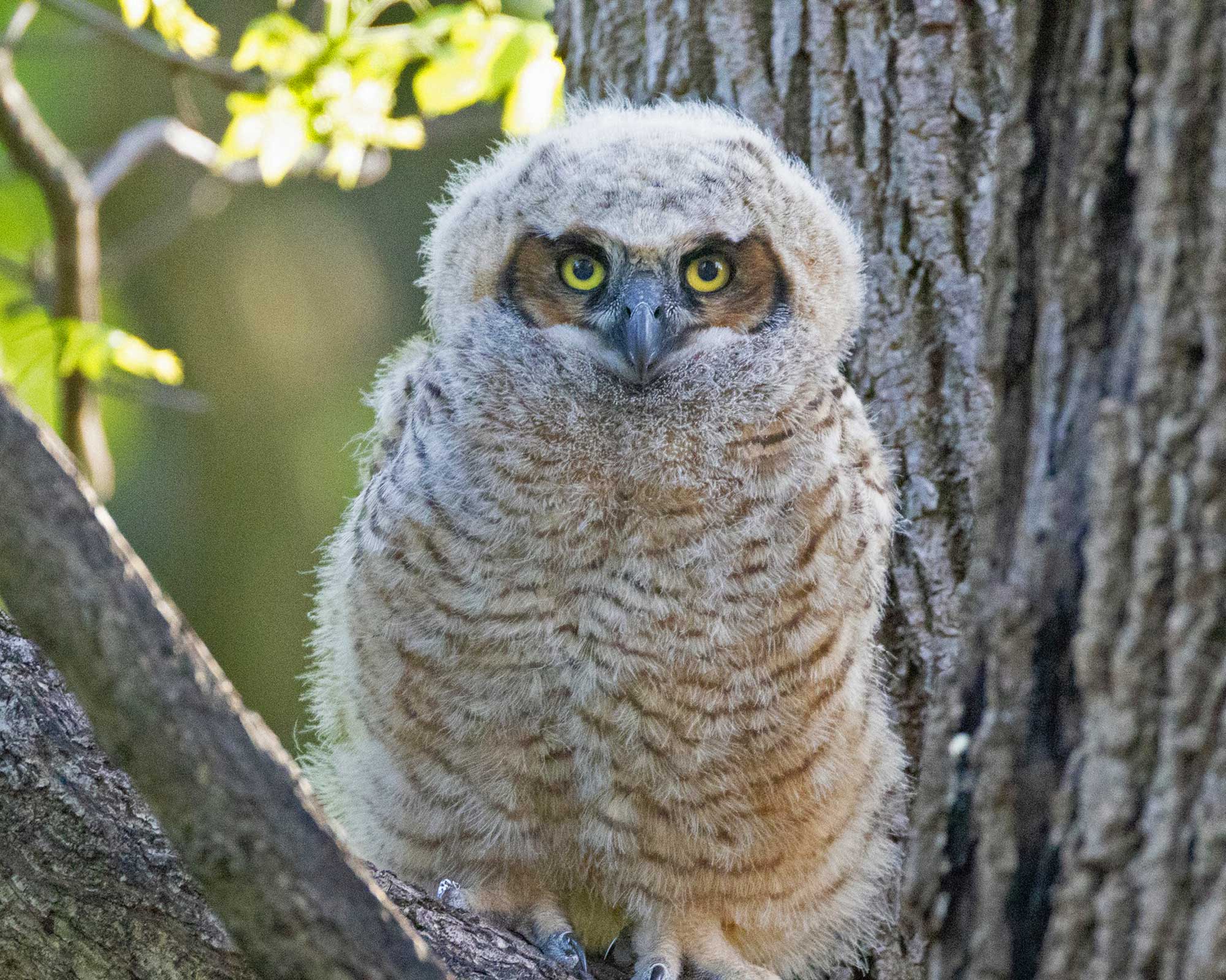 Great horned owl owlet perched on a branch with a tree in the background.
