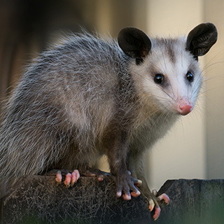 An opossum sitting on a fence post.