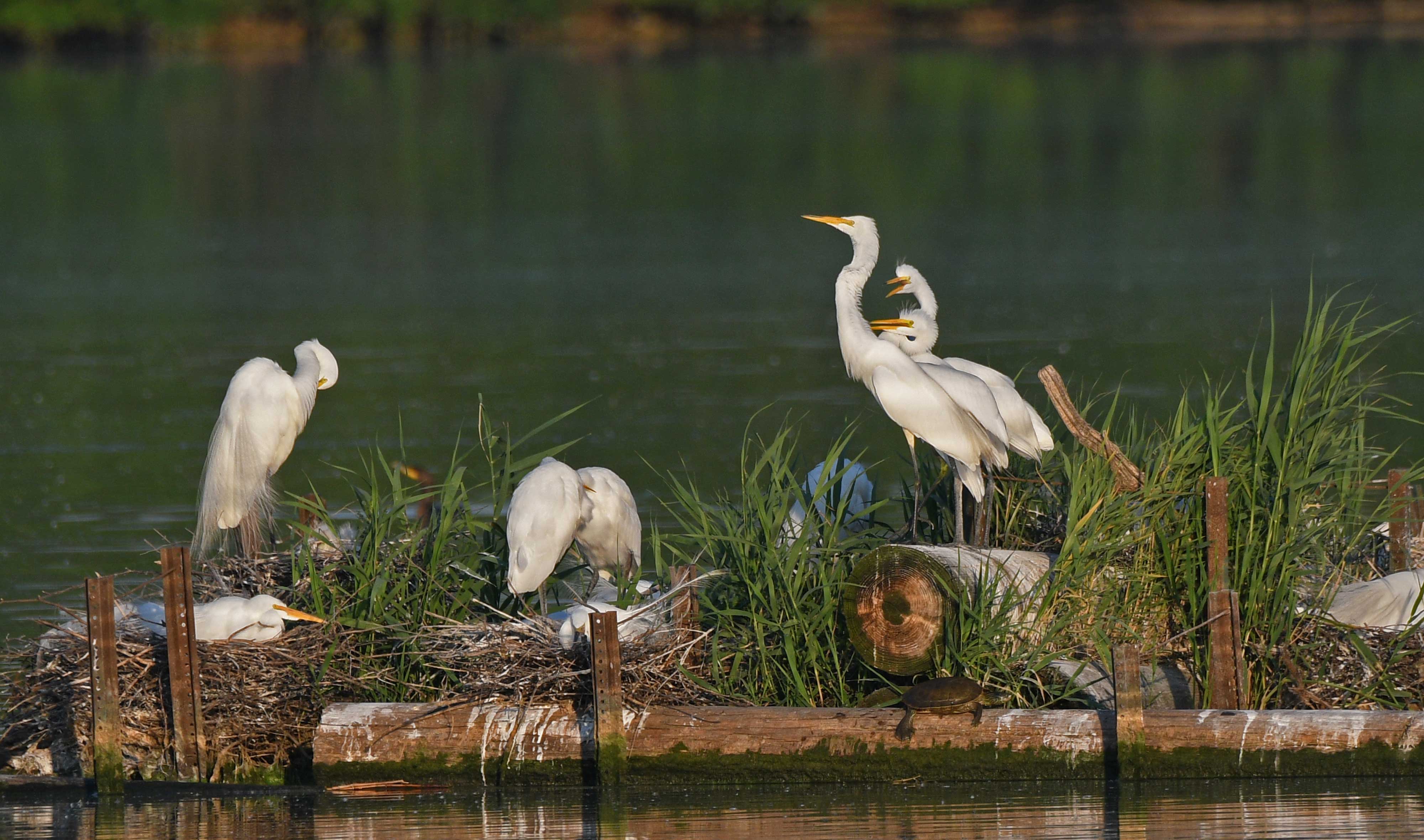 Lake Renwick: A birding paradise