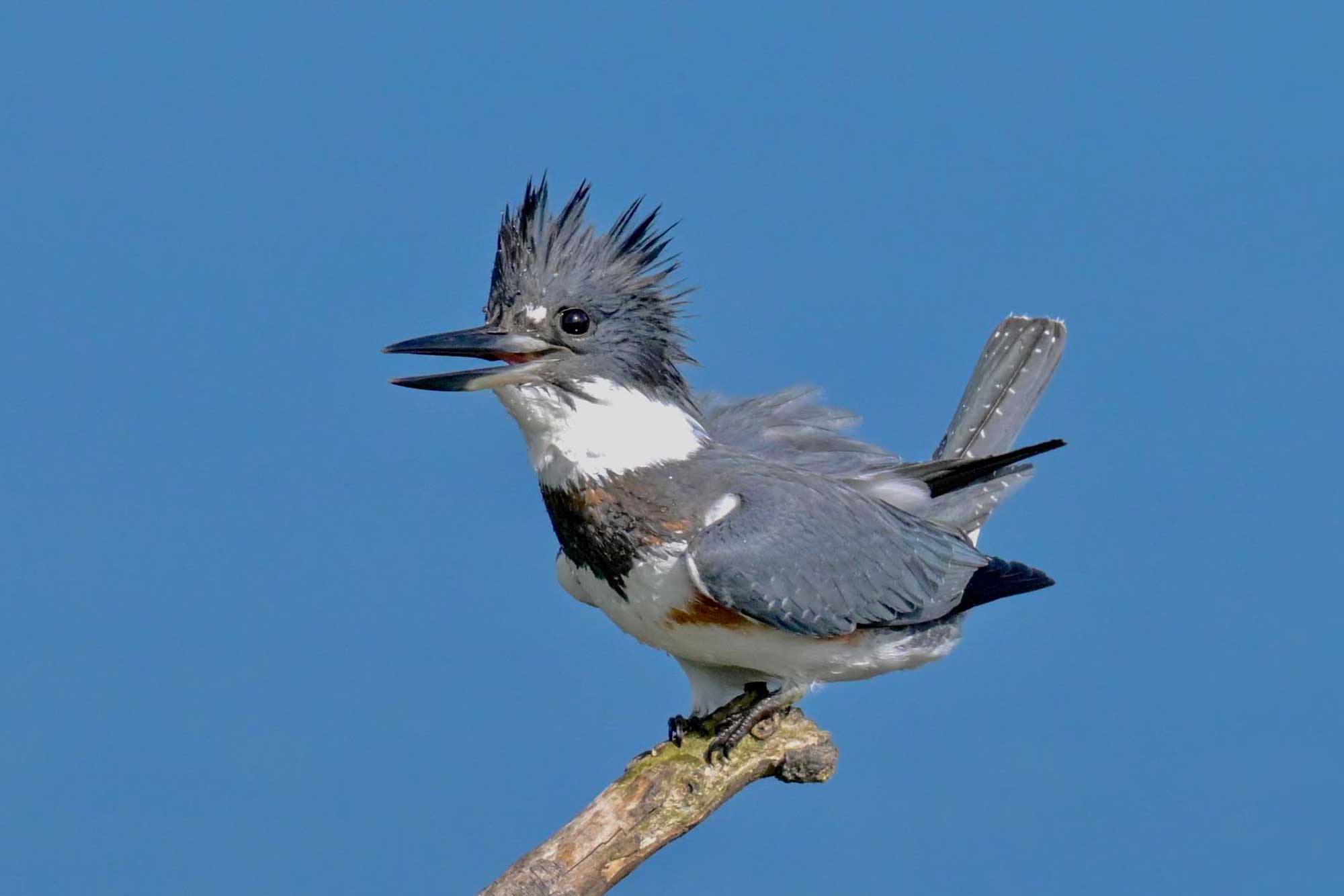 Belted kingfisher perched on a branch with the sky in the background.