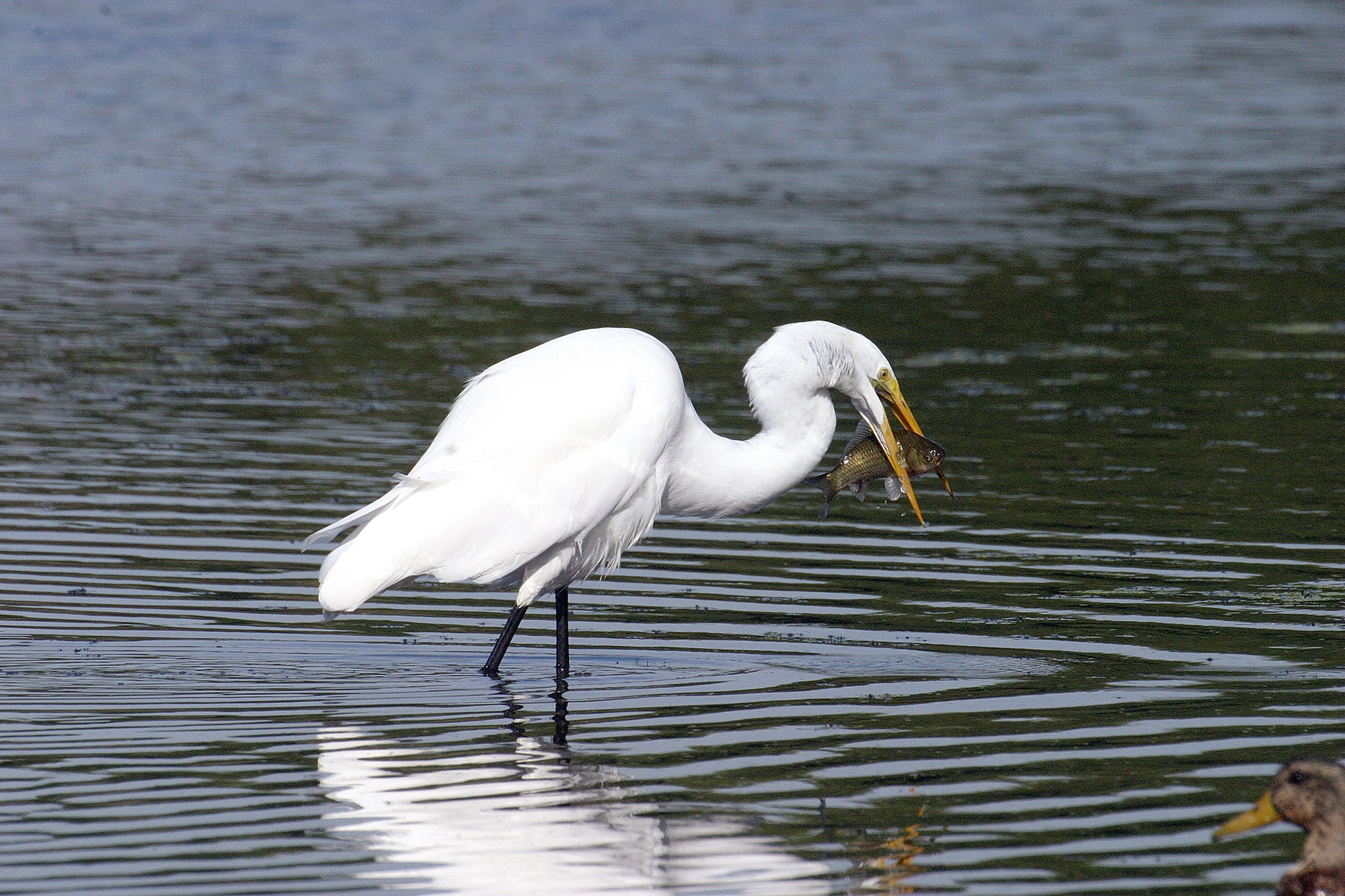 A great egret standing in water.