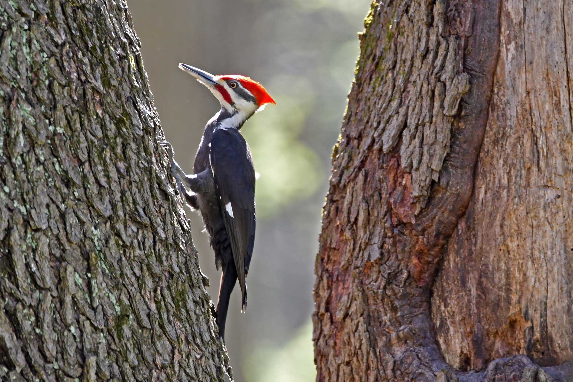 Pileated woodpecker clinging to the side of a tree.