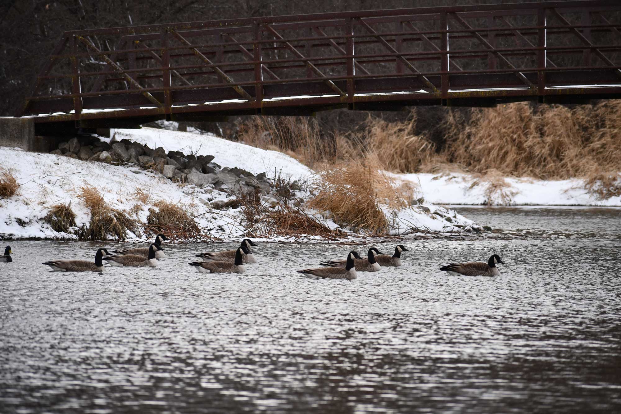 Canada geese swimming in the water with snow covered ground, bridge, and vegetation in the background.
