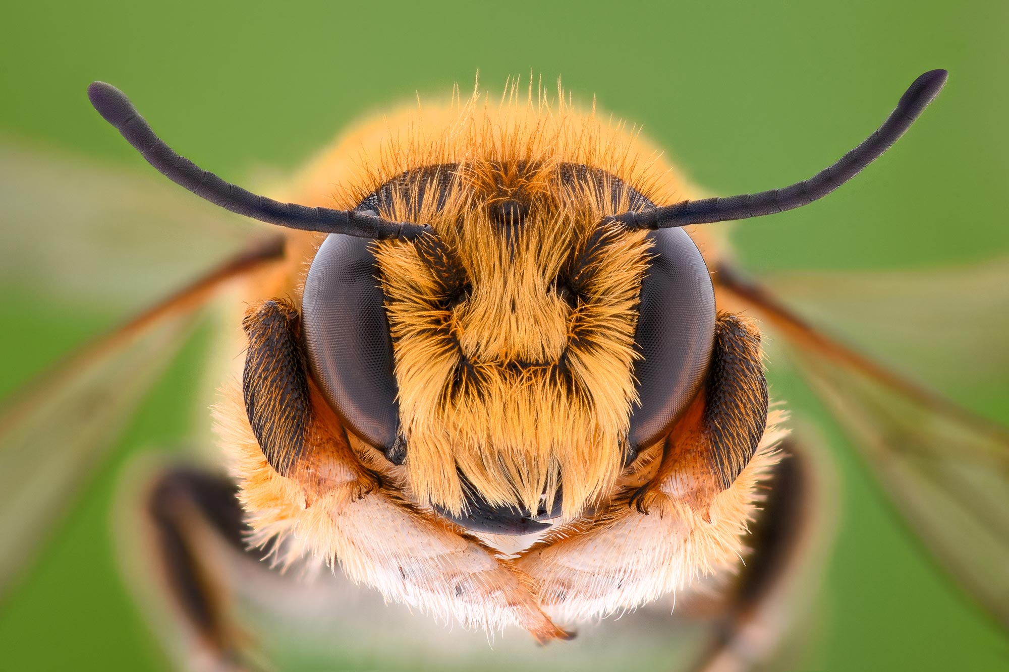 Closeup of a bee.