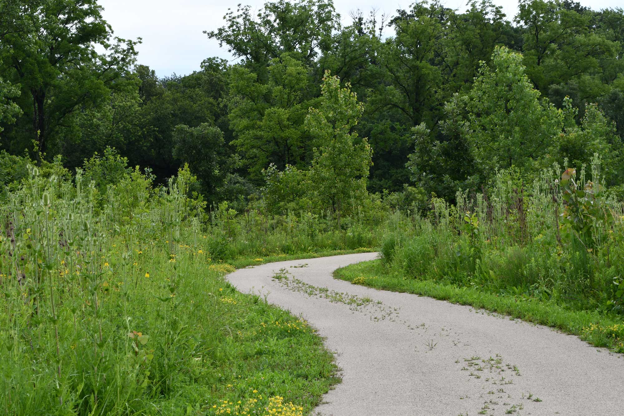 Limestone trail lined with grasses, vegetation, and trees.