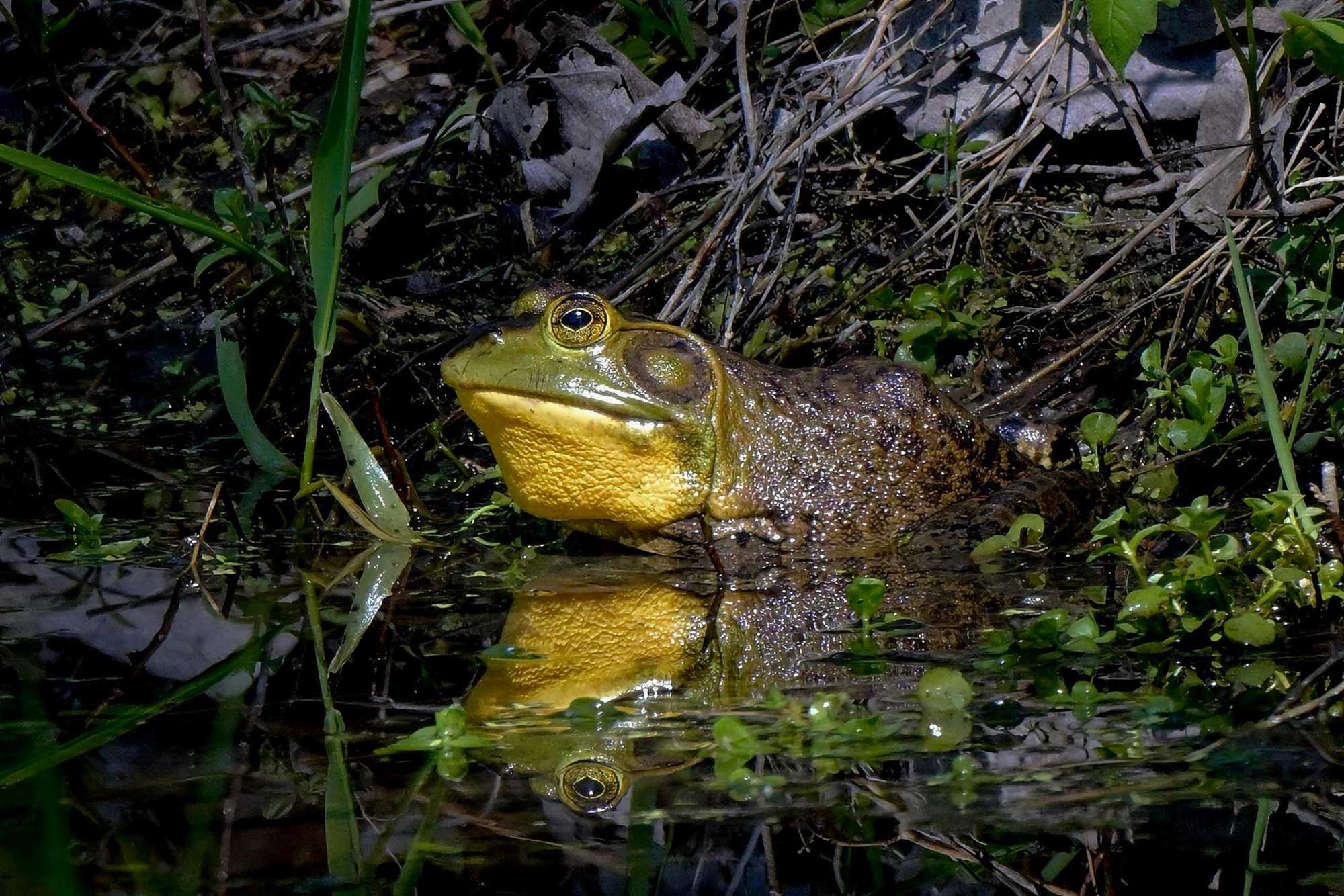 American bullfrog sitting in the water next to the shoreline.