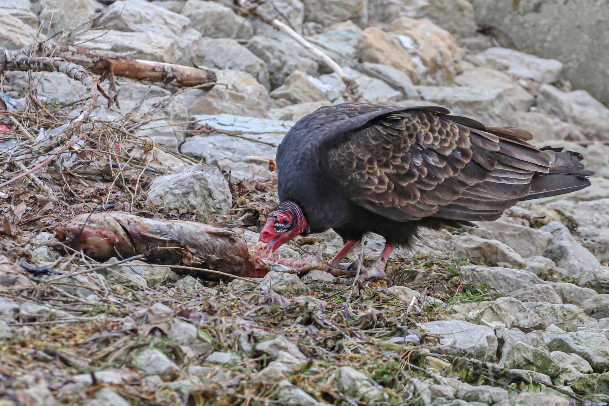 Turkey vulture standing in rocks picking apart a fish.