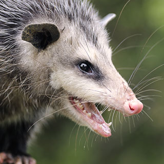 Wild ways animals protect themselves