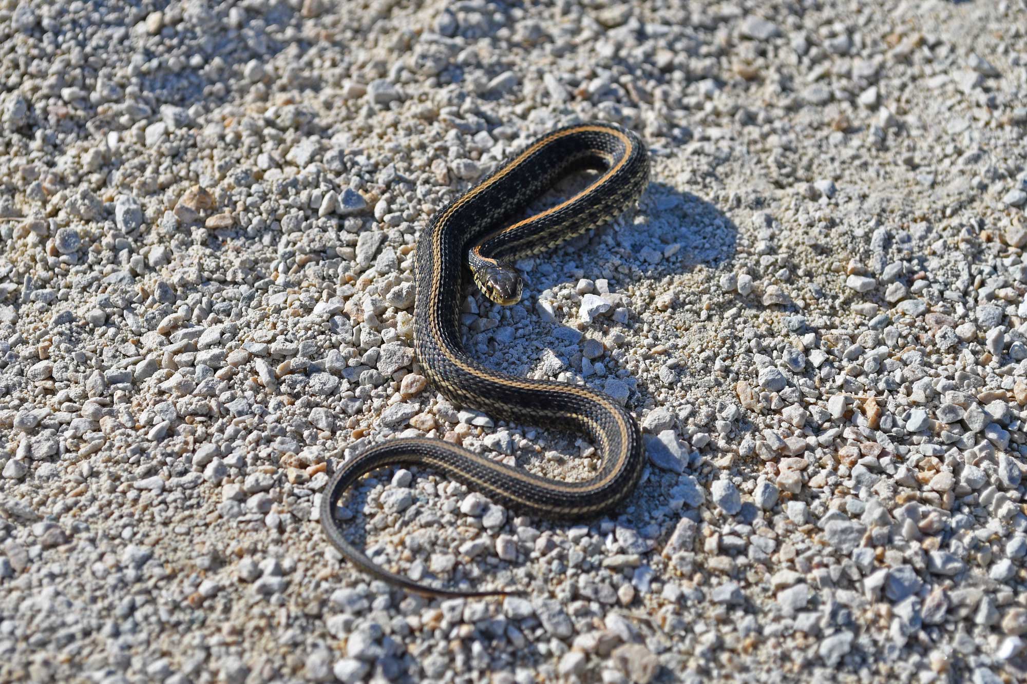 Plains garter snake resting on a limestone trail.