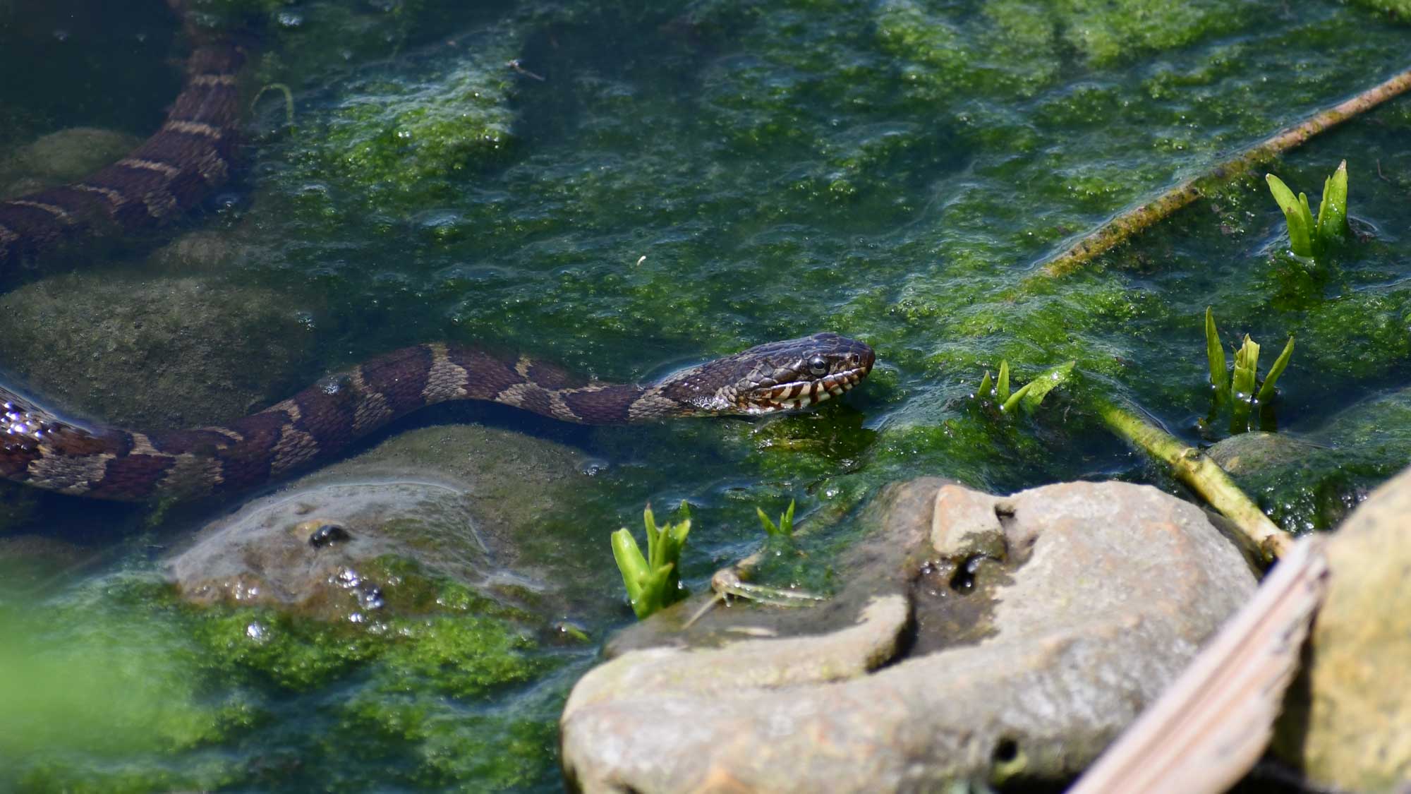 A northern water swimming in the water near rocks.