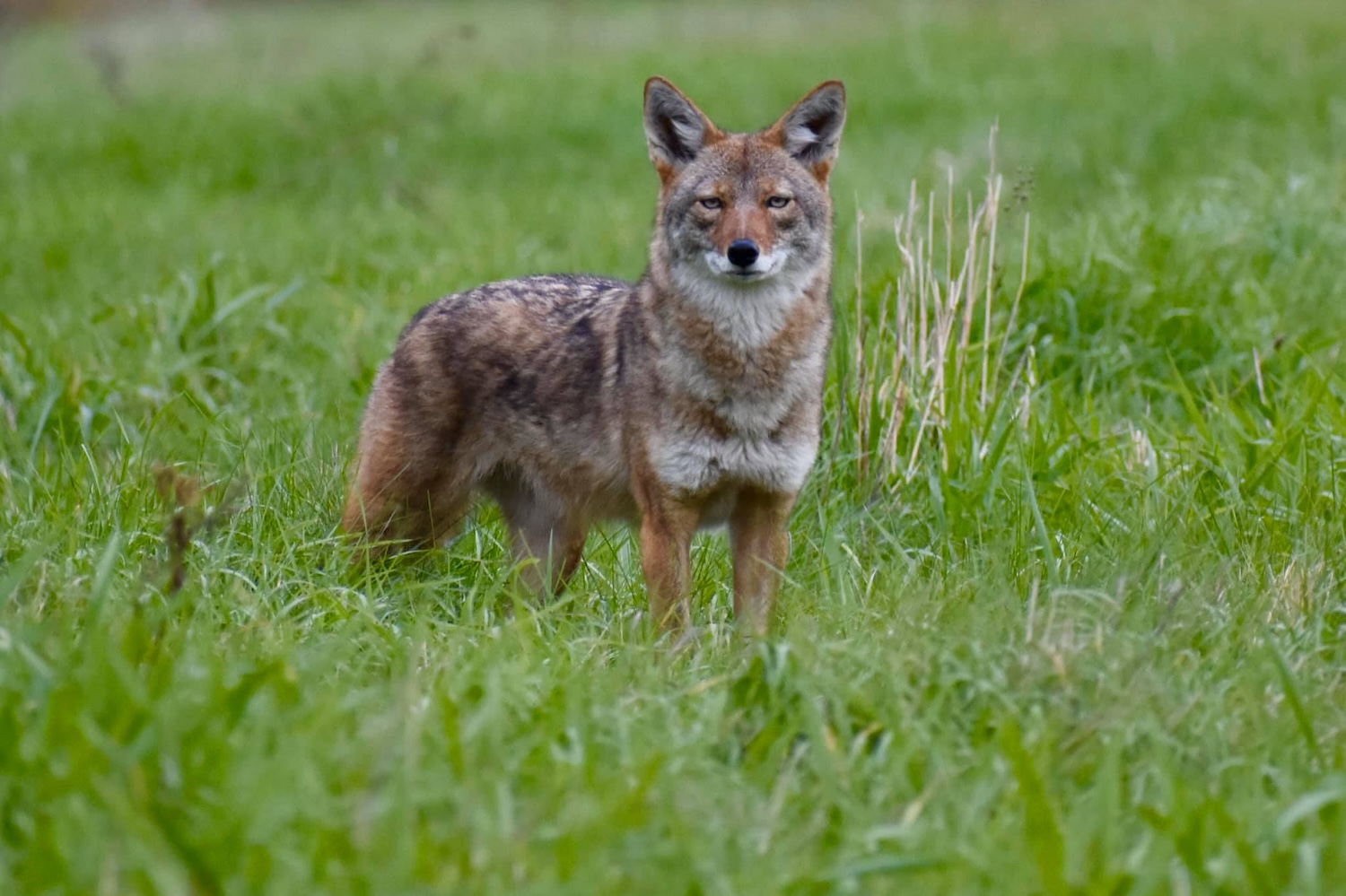 A coyote standing in grass.