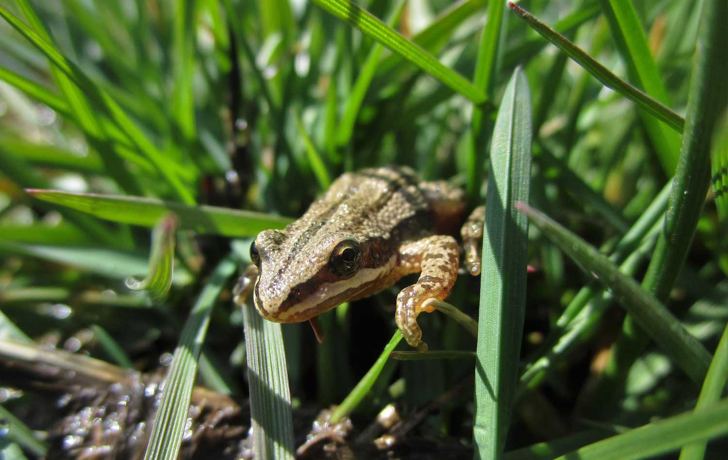 Happening now: Chorus frogs are loudly seeking mates