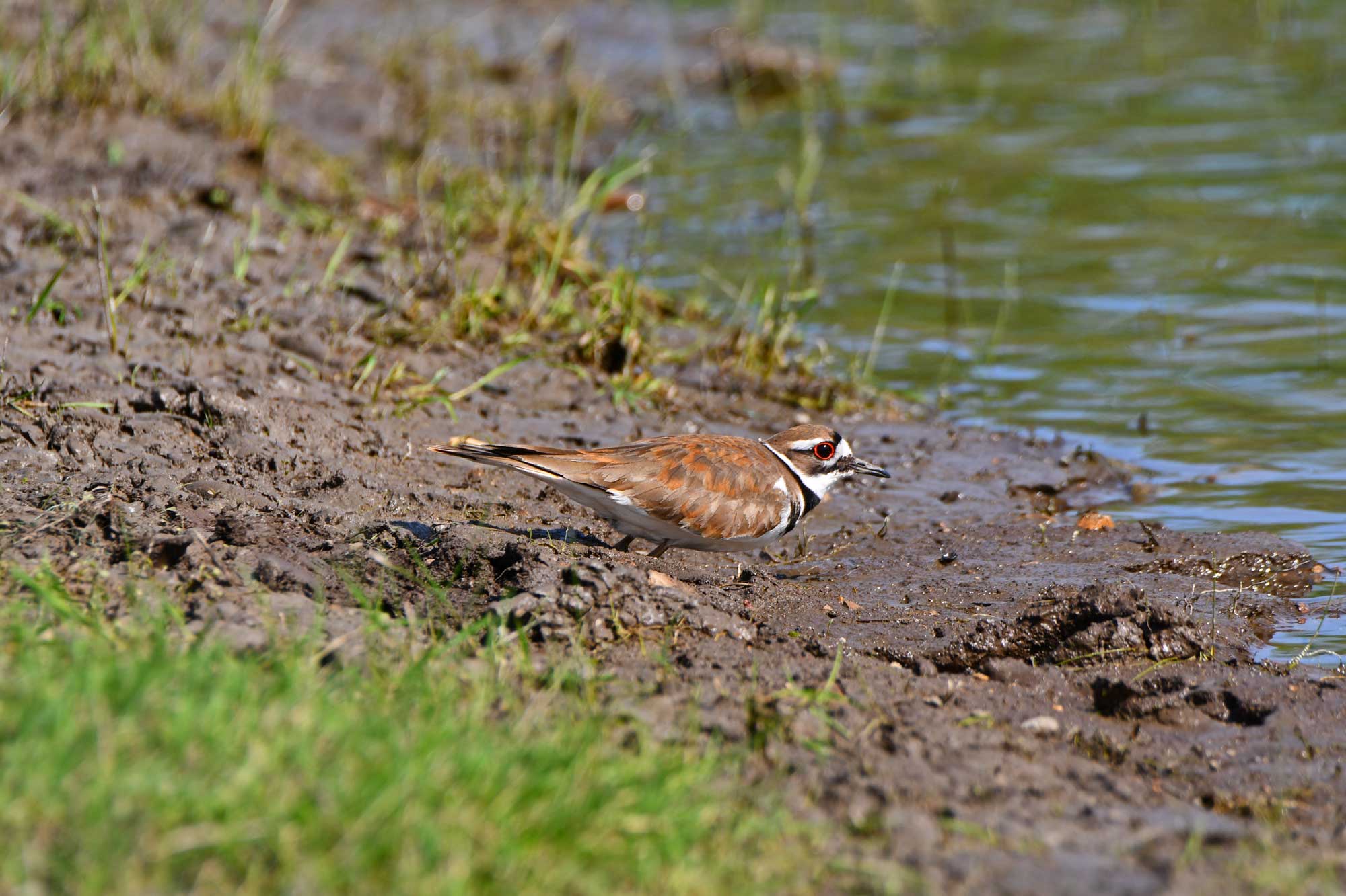 Killdeer standing in mud with grass in the foreground and water in the background.