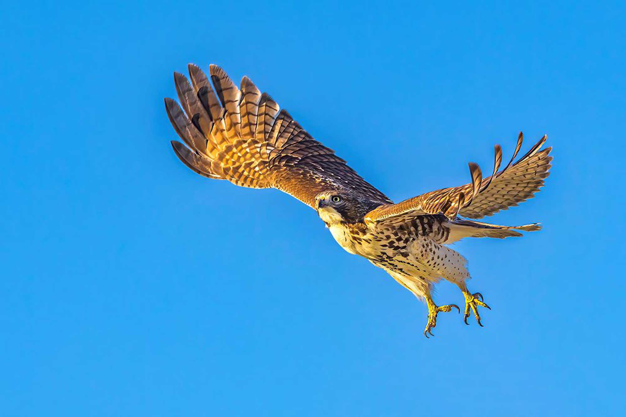 Red-tailed hawk flying with wings extended and the sky in the background.