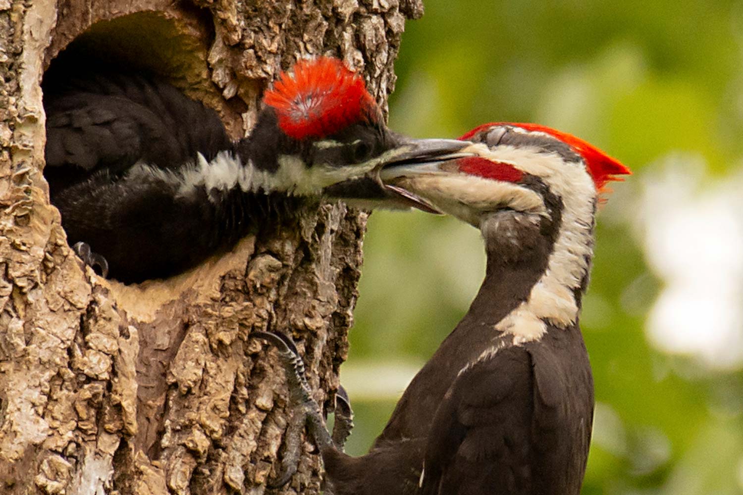 A bird feeds its offspring in a tree nest.