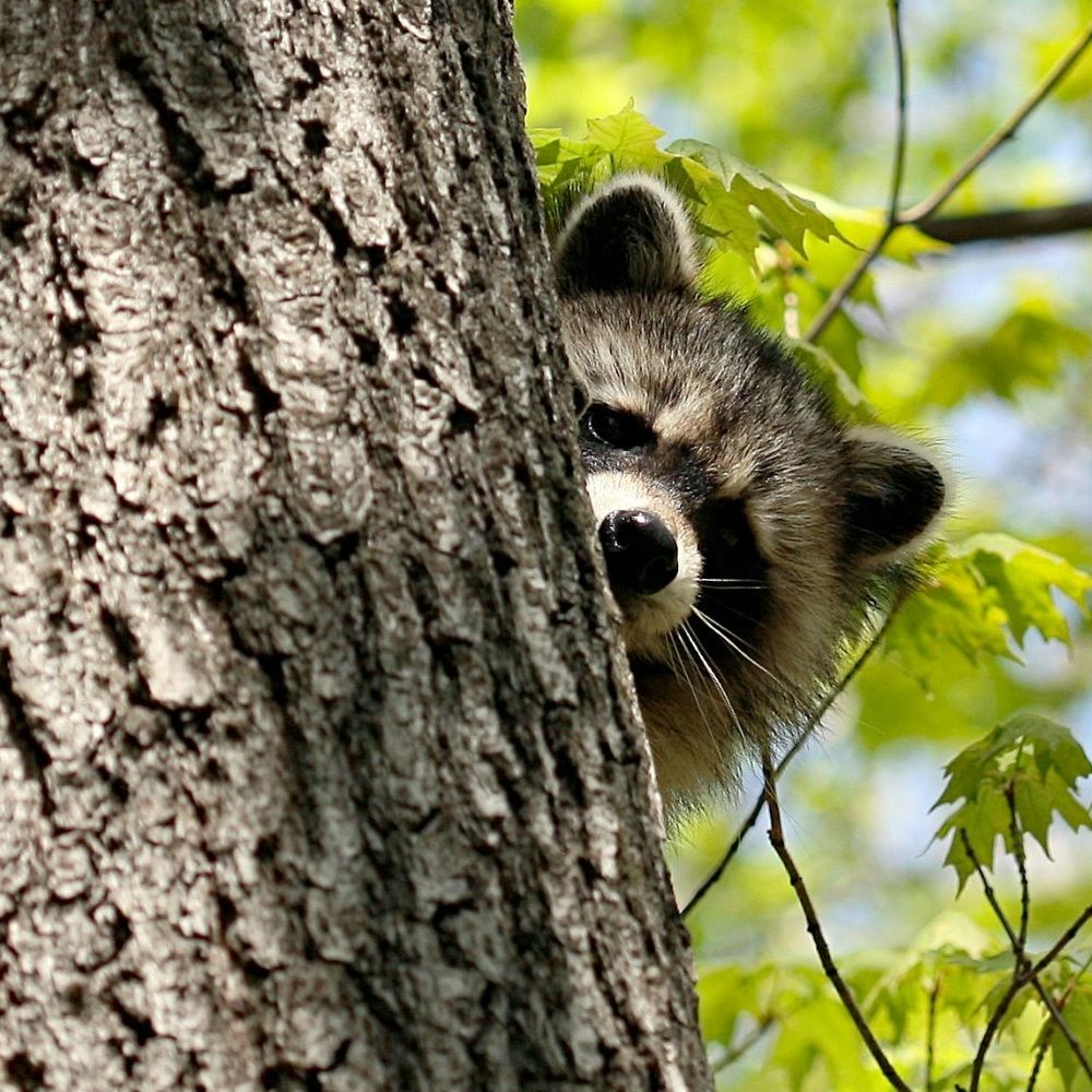 A raccoon peeks out from behind the trunk of a tree, surrounded by bright green leaves in a sunlit forest setting.