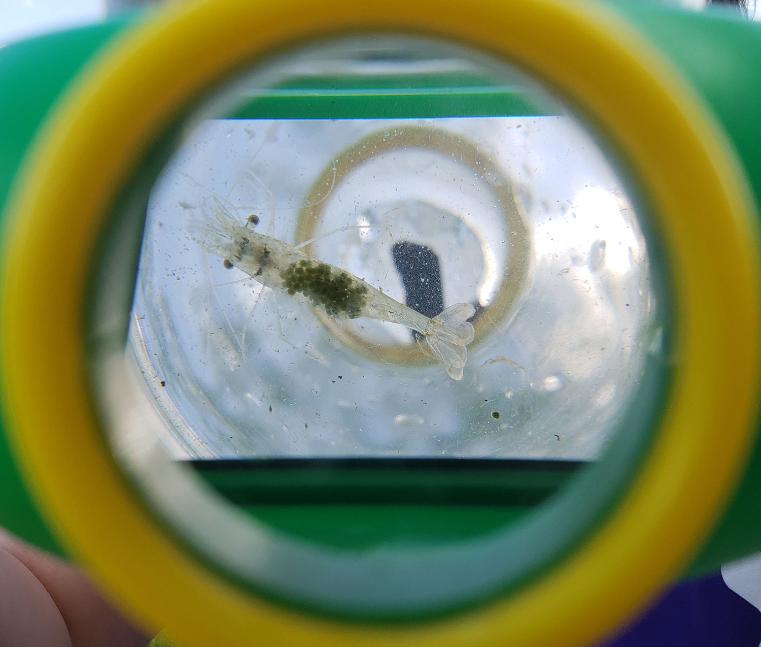 FreshwaterShrimpMalloryFischer.jpg
