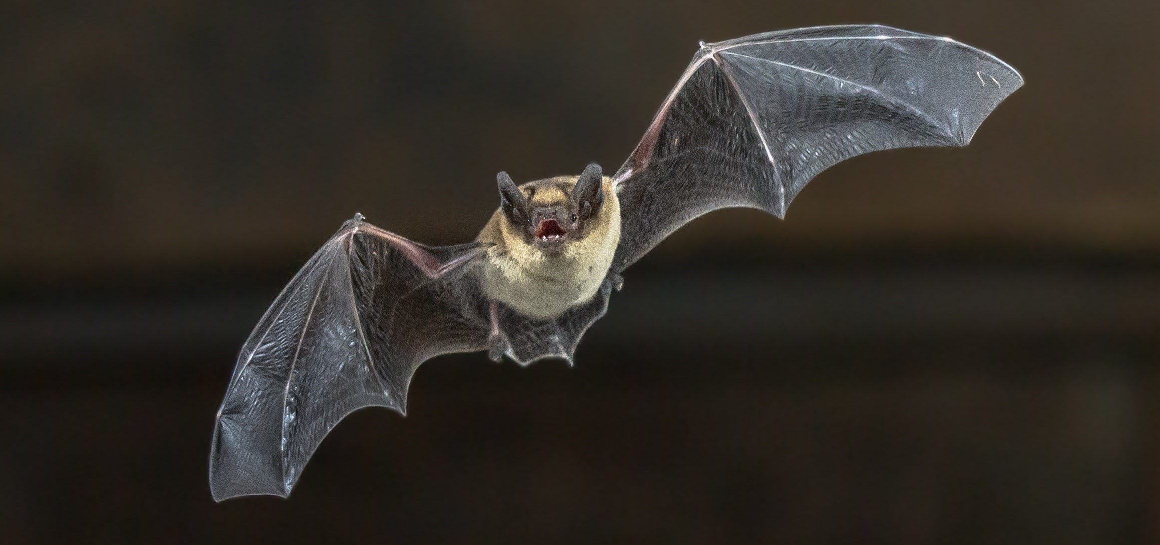 A bat in flight.