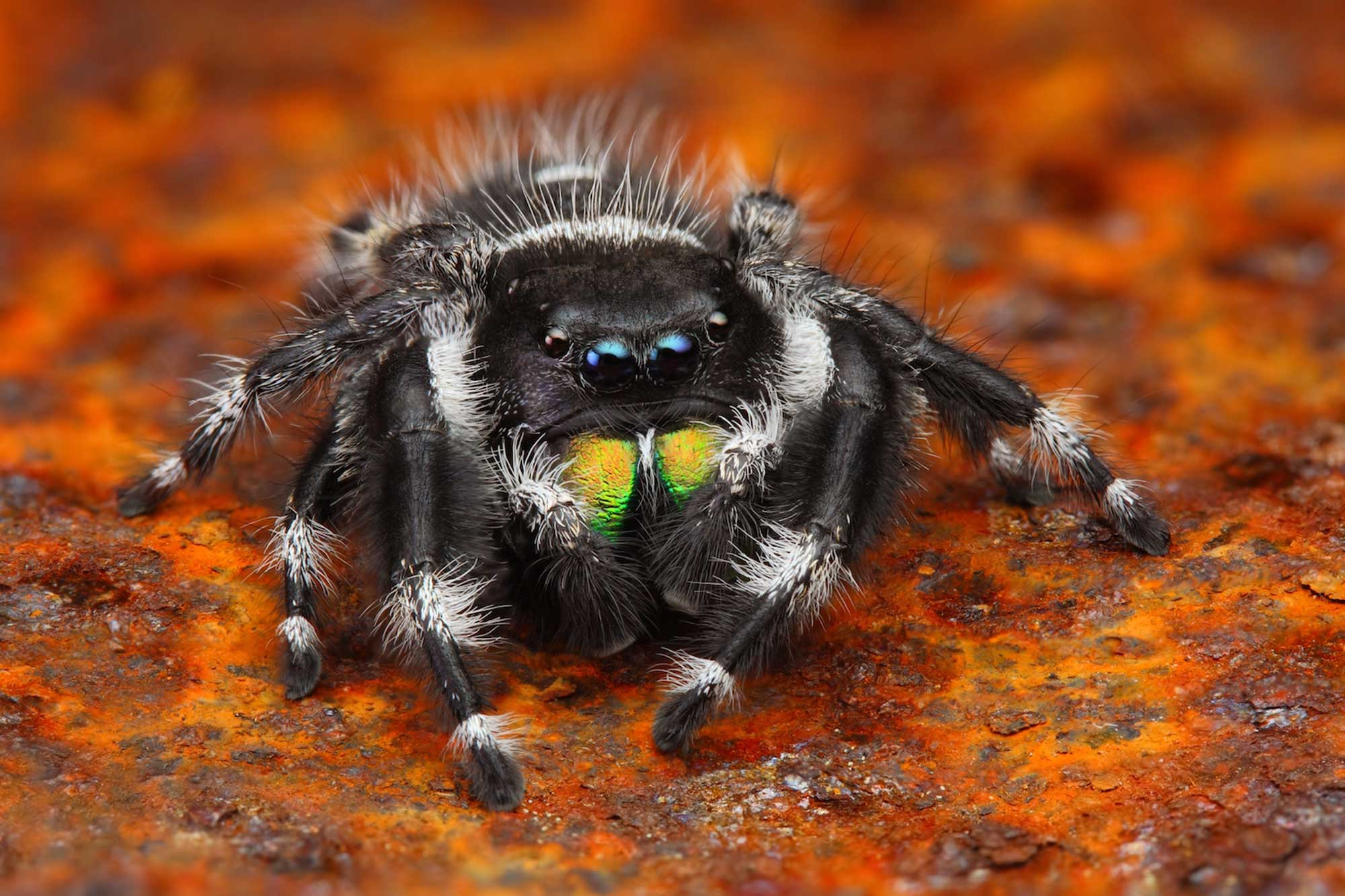 A large black and white spider on a rusty surface.