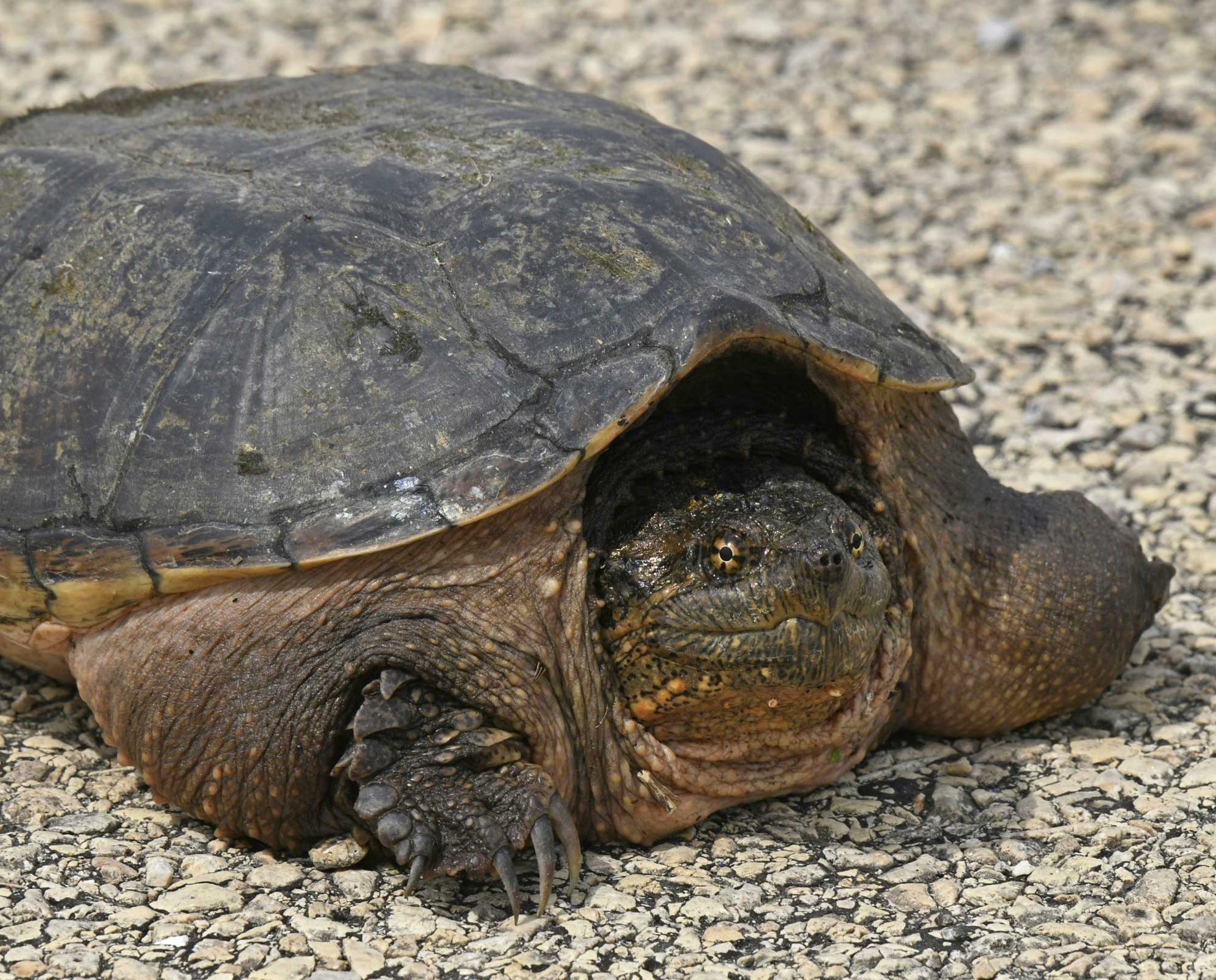A snapping turtle sitting on a paved trail.