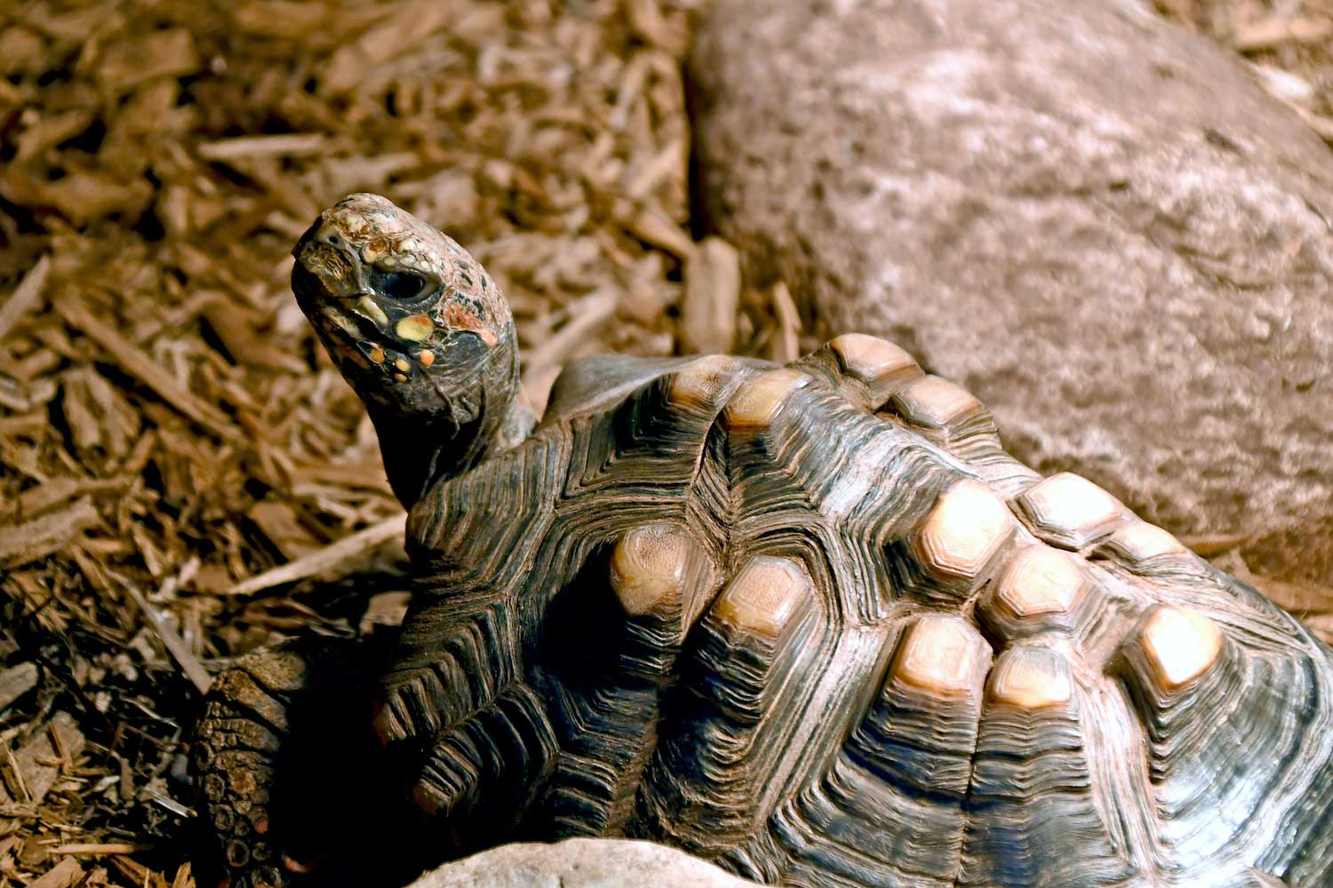A tortoise on mulch in its enclosure.