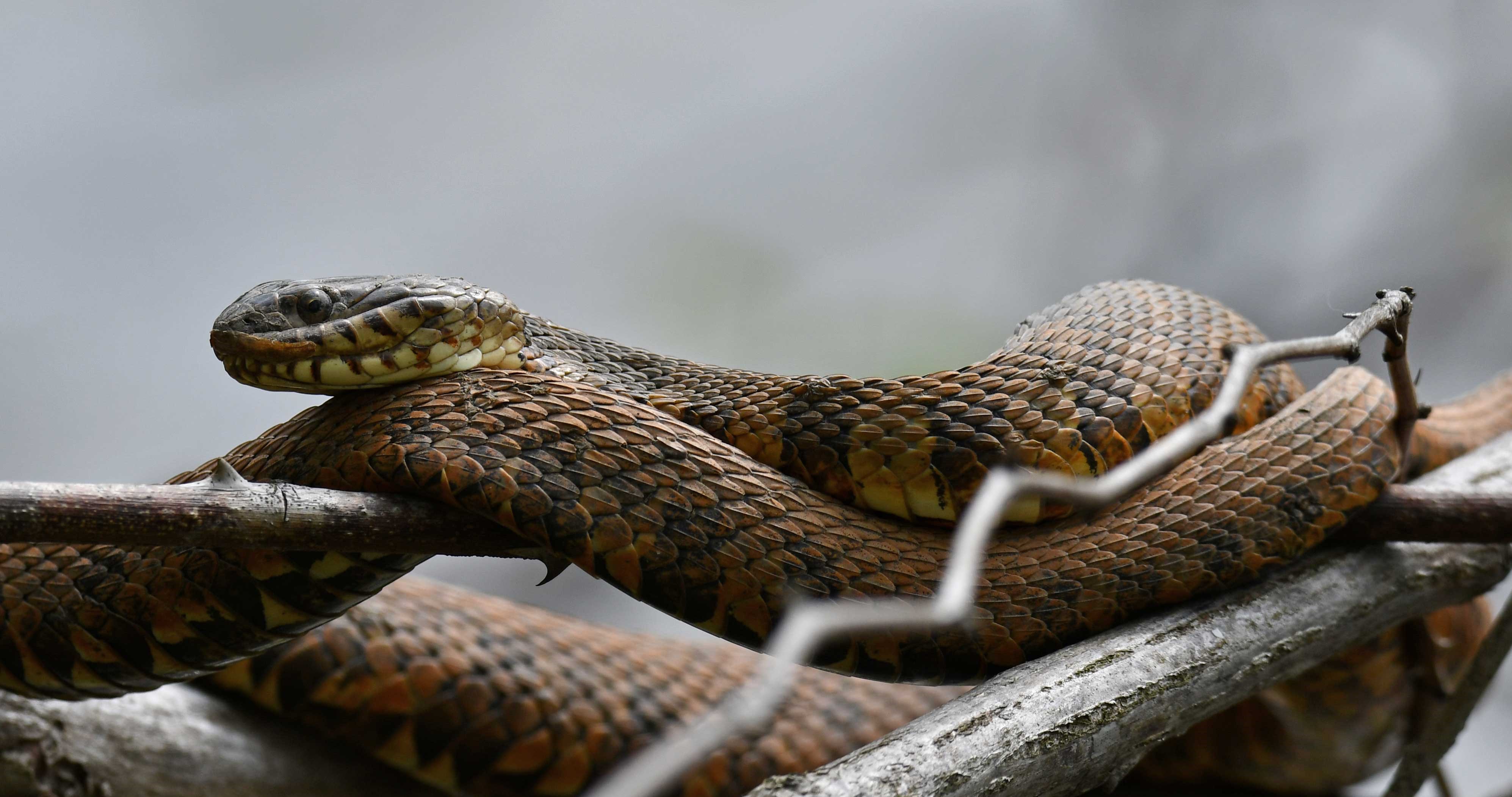 Closeup of a northern water snake.