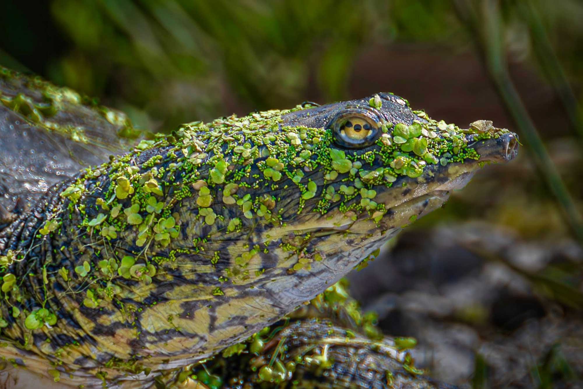 Close up of softshell turtle with vegetation in the background.