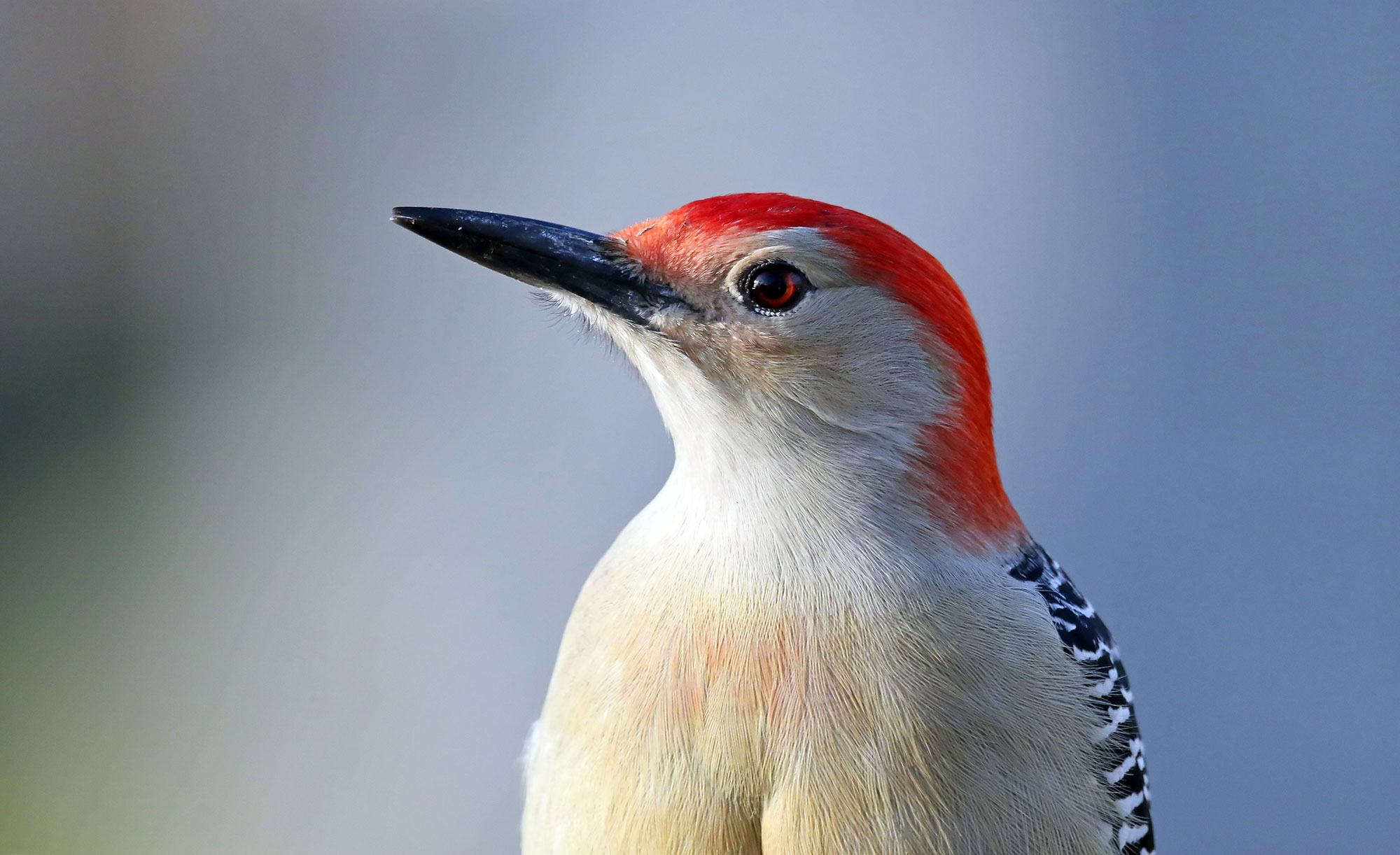 Close-up of red-bellied woodpecker.