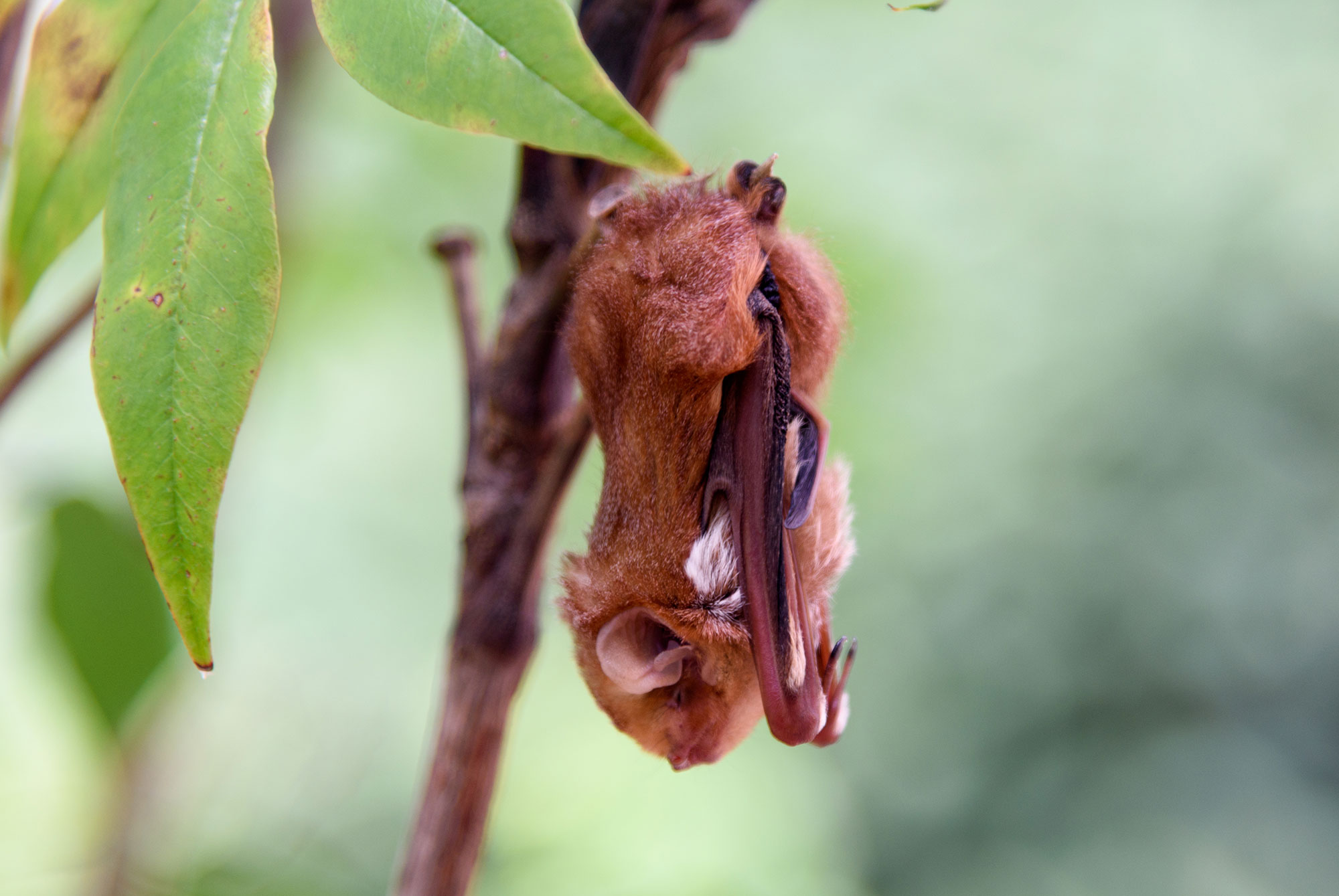 An eastern red bat hanging upside down.