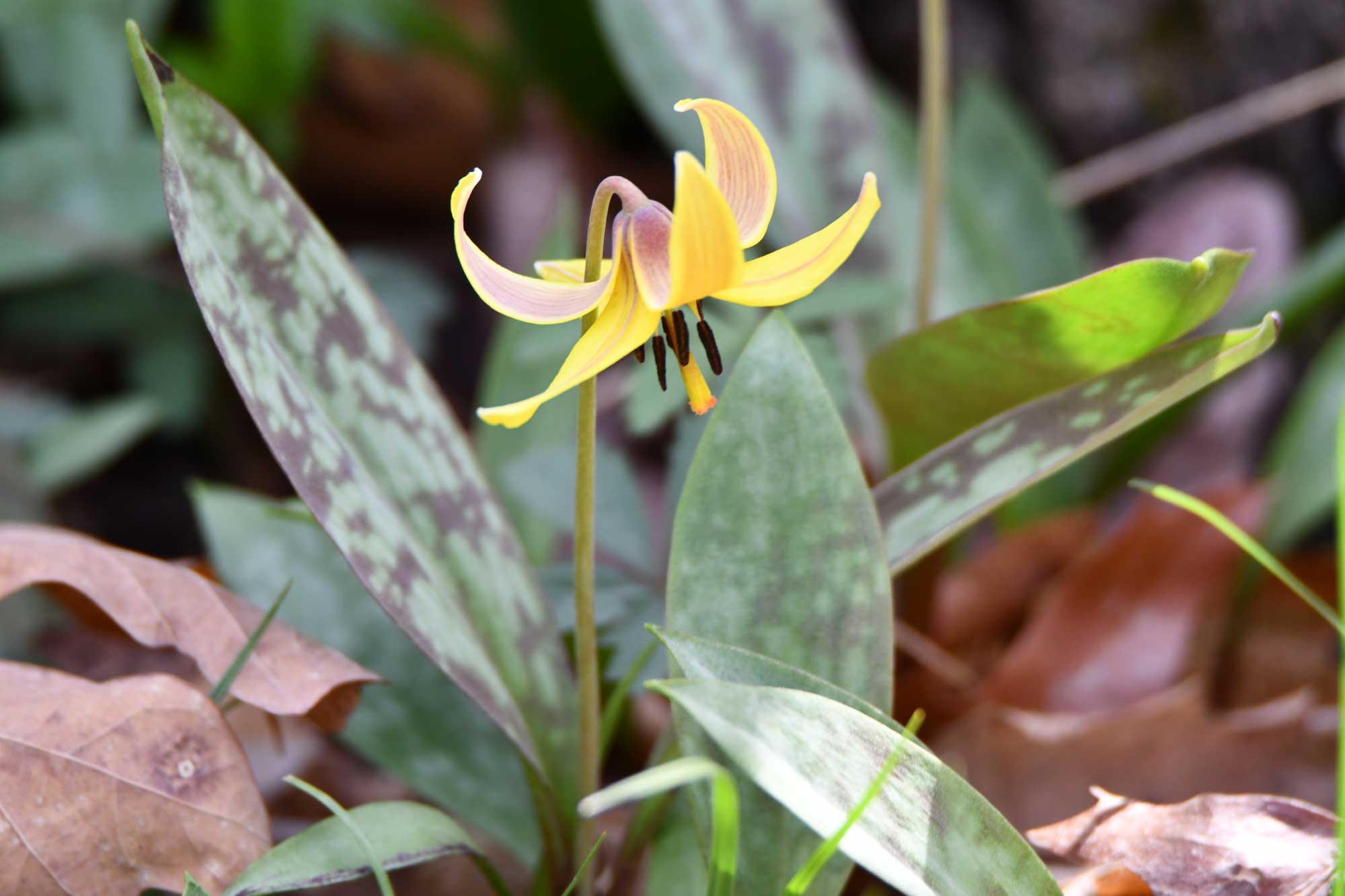 Yellow trout lily growing with yellow flower petals and green leaves.